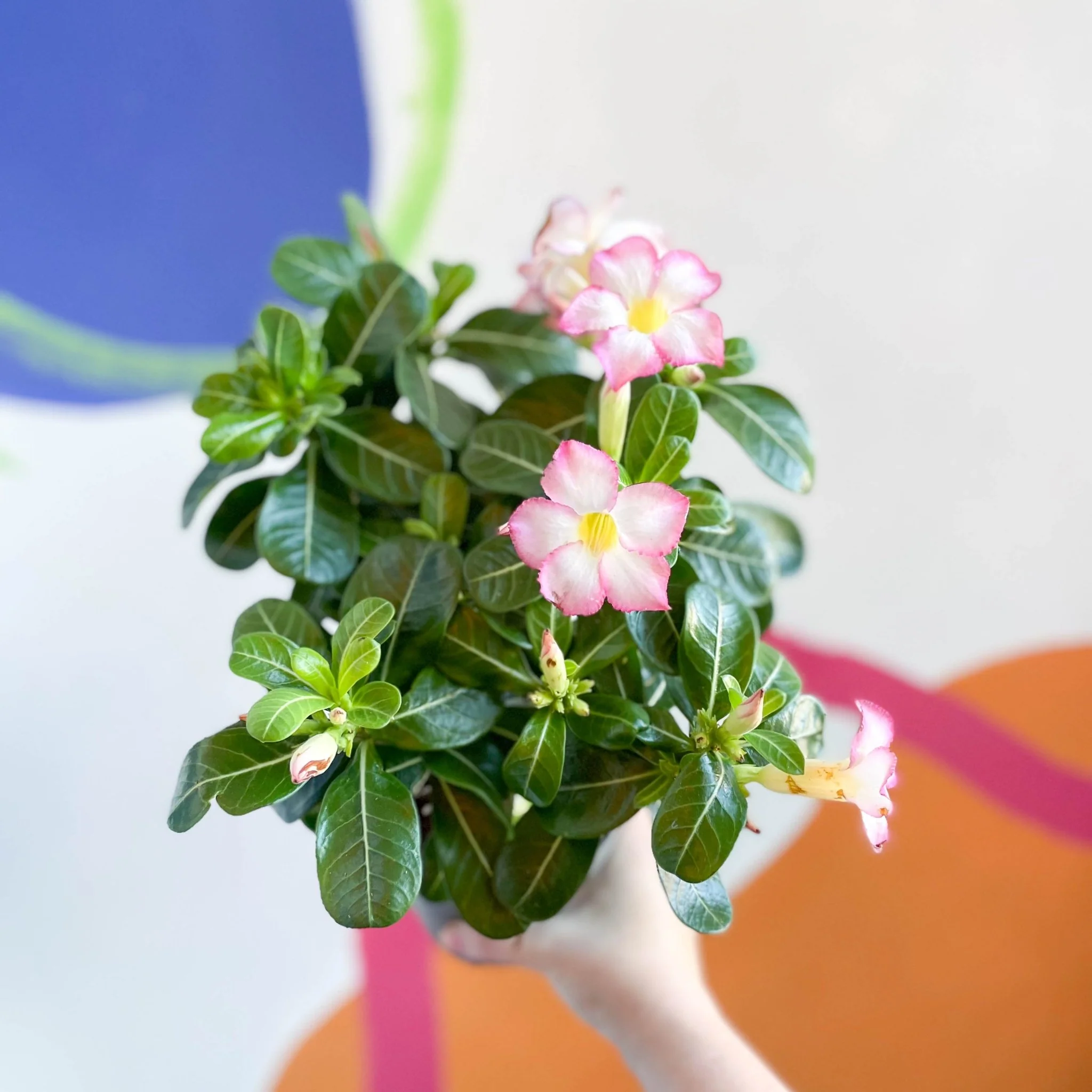 Desert Rose - Adenium obesum 'Pink Star'
