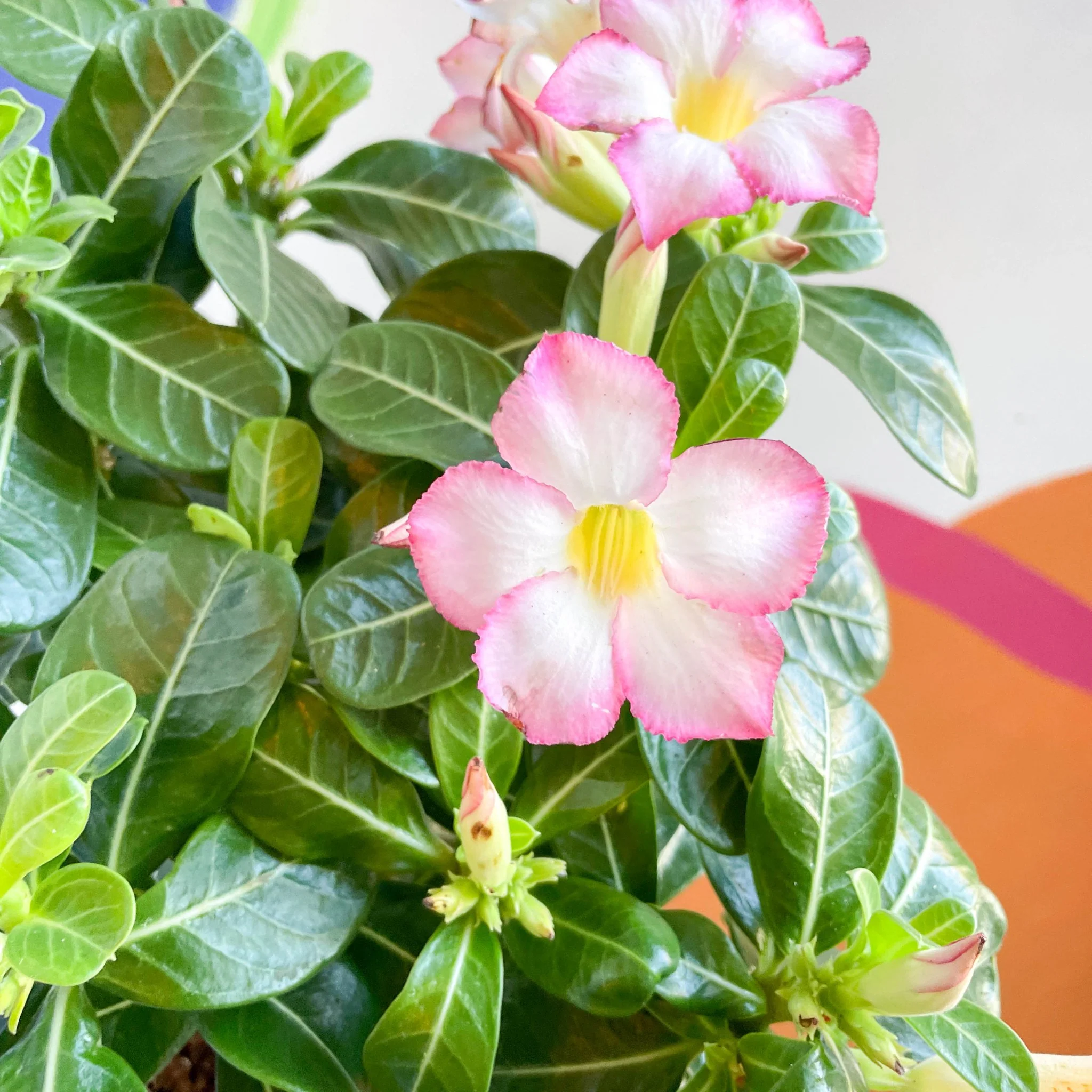 Desert Rose - Adenium obesum 'Pink Star' - Image 2