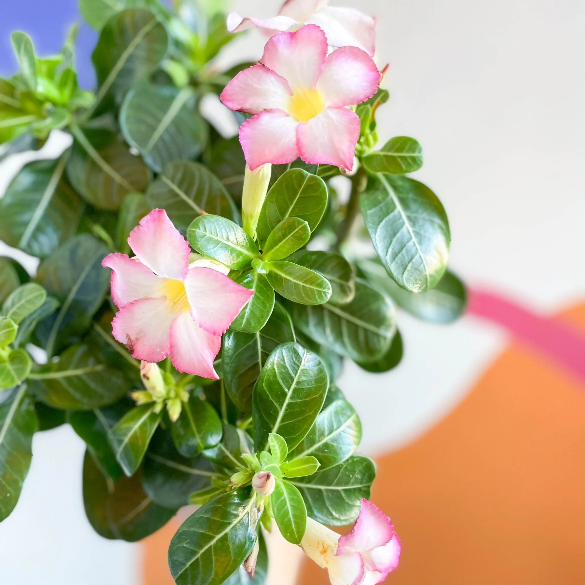 Desert Rose - Adenium obesum 'Pink Star' - Image 3
