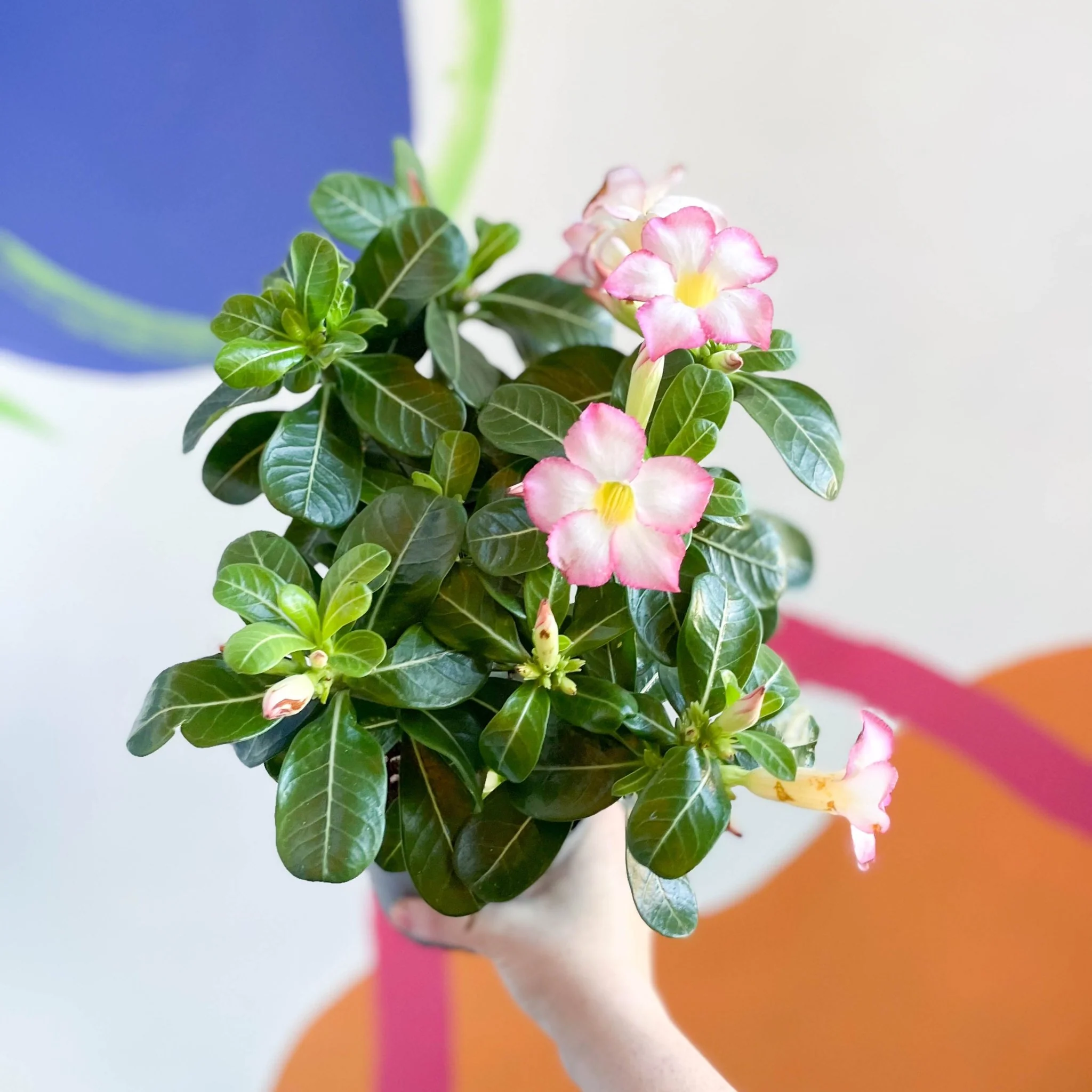 Desert Rose - Adenium obesum 'Pink Star' - Image 4