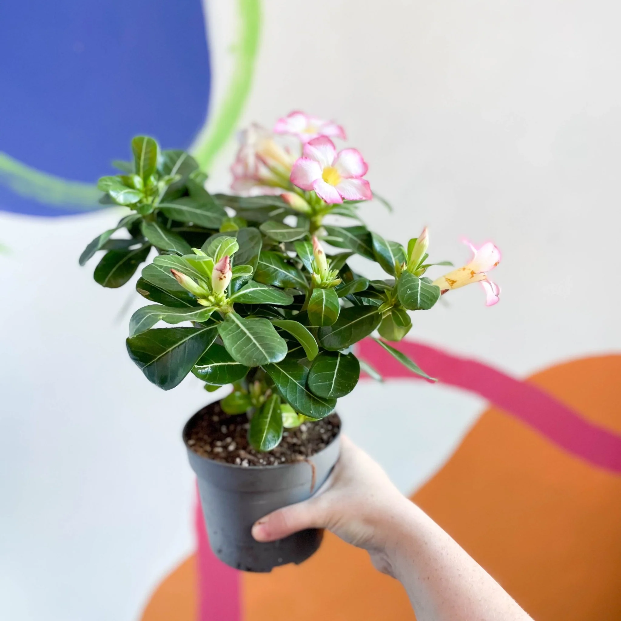 Desert Rose - Adenium obesum 'Pink Star' - Image 5