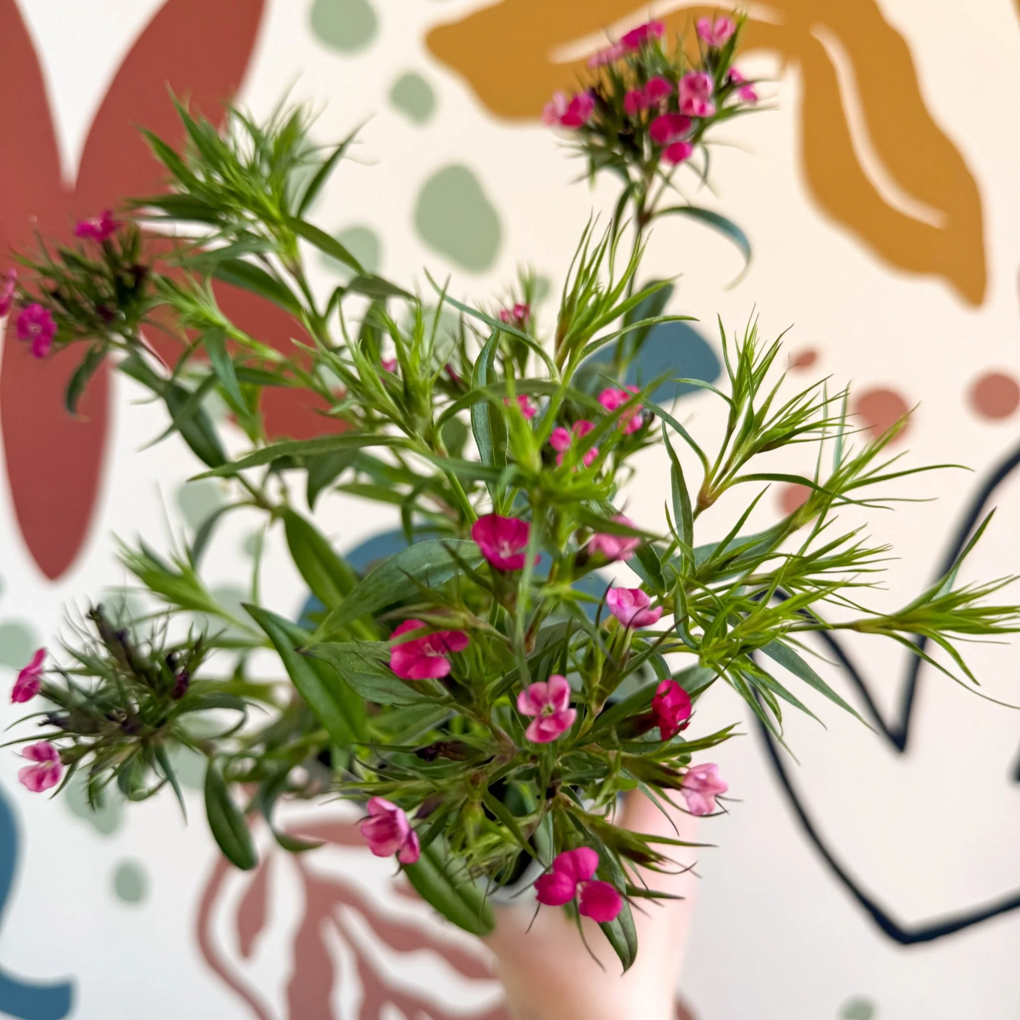 Dianthus barbatus - Sweet William - British Grown Herbaceous Perennial