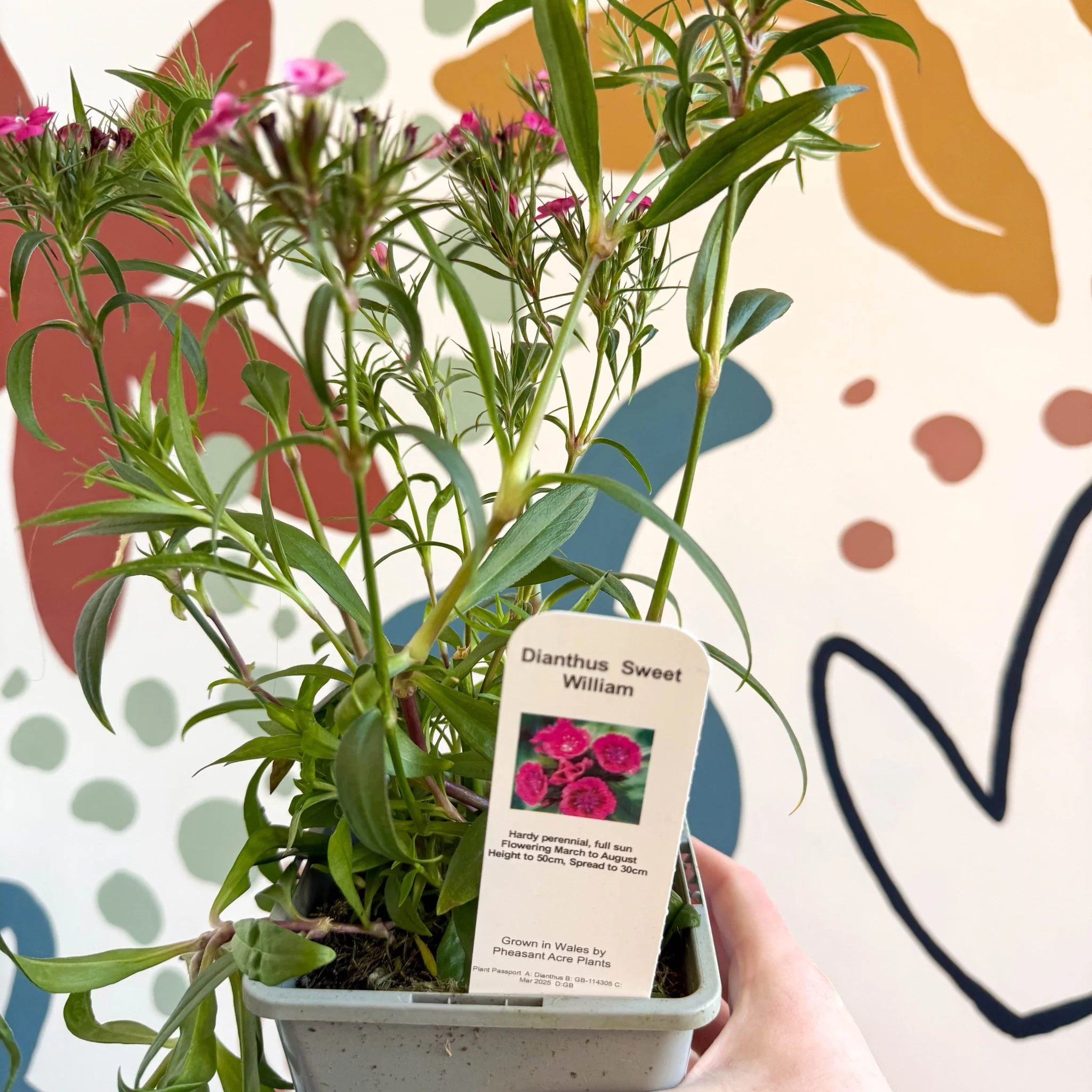Dianthus barbatus - Sweet William - British Grown Herbaceous Perennial - Image 2