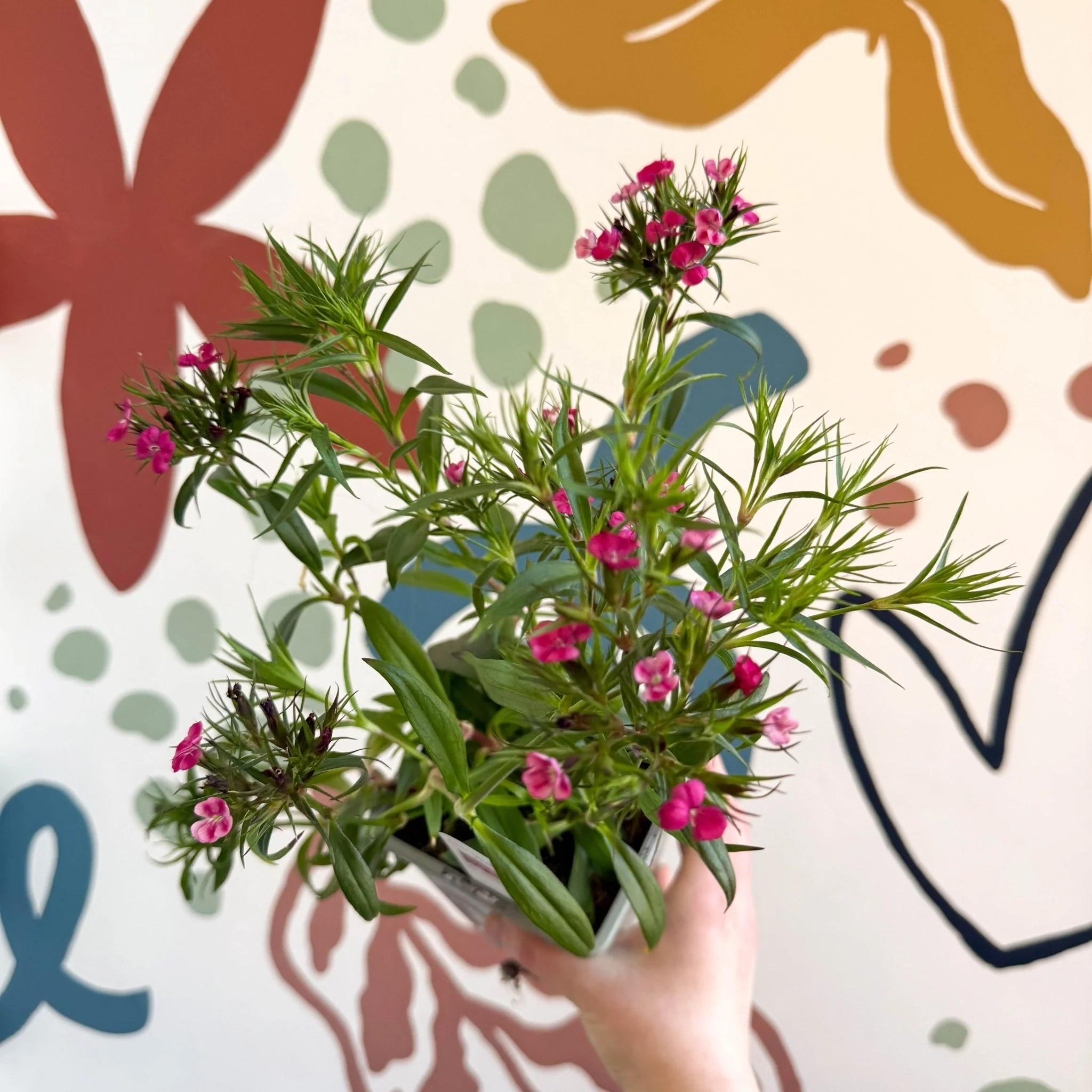 Dianthus barbatus - Sweet William - British Grown Herbaceous Perennial - Image 4