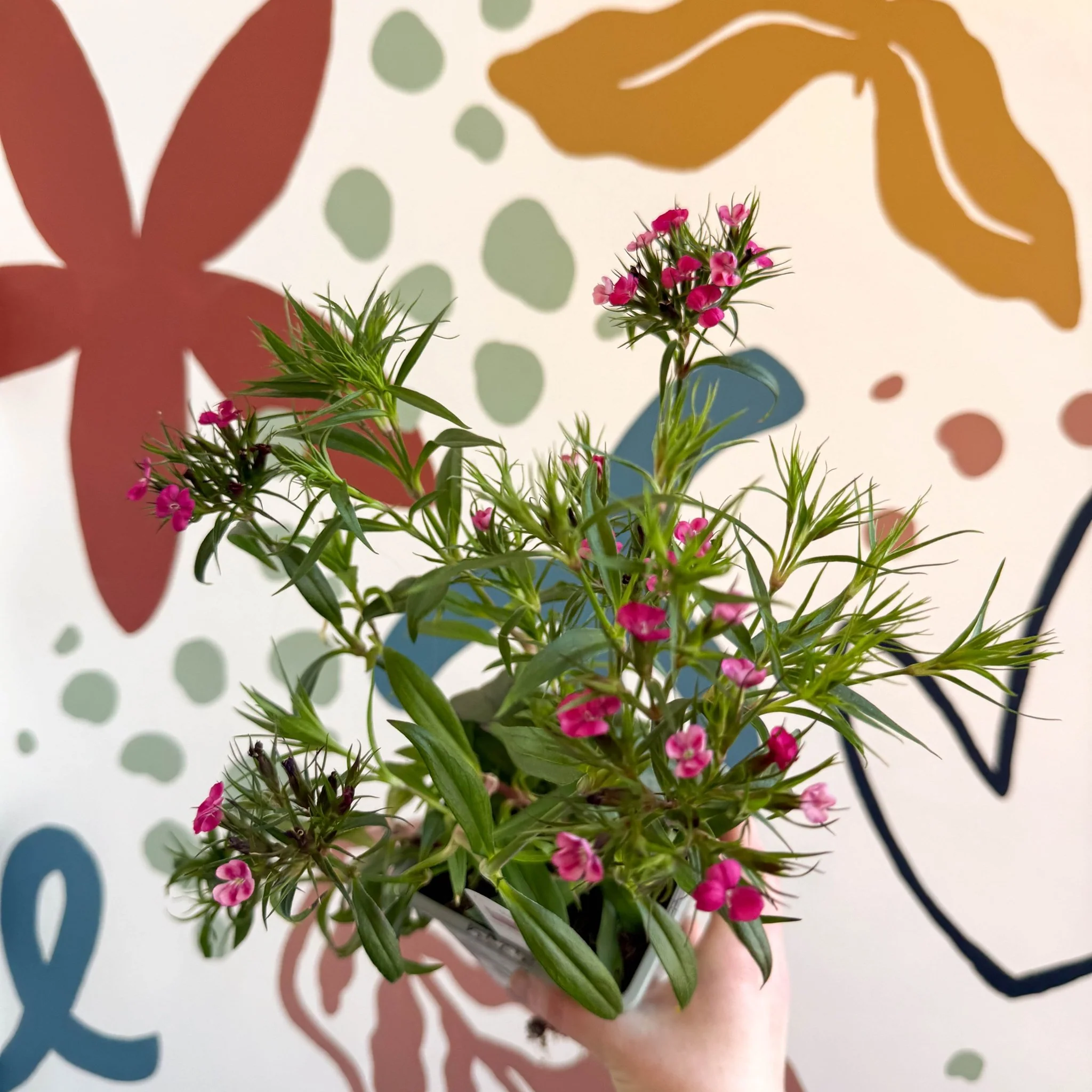 Dianthus barbatus - Sweet William - British Grown Herbaceous Perennial - Image 5