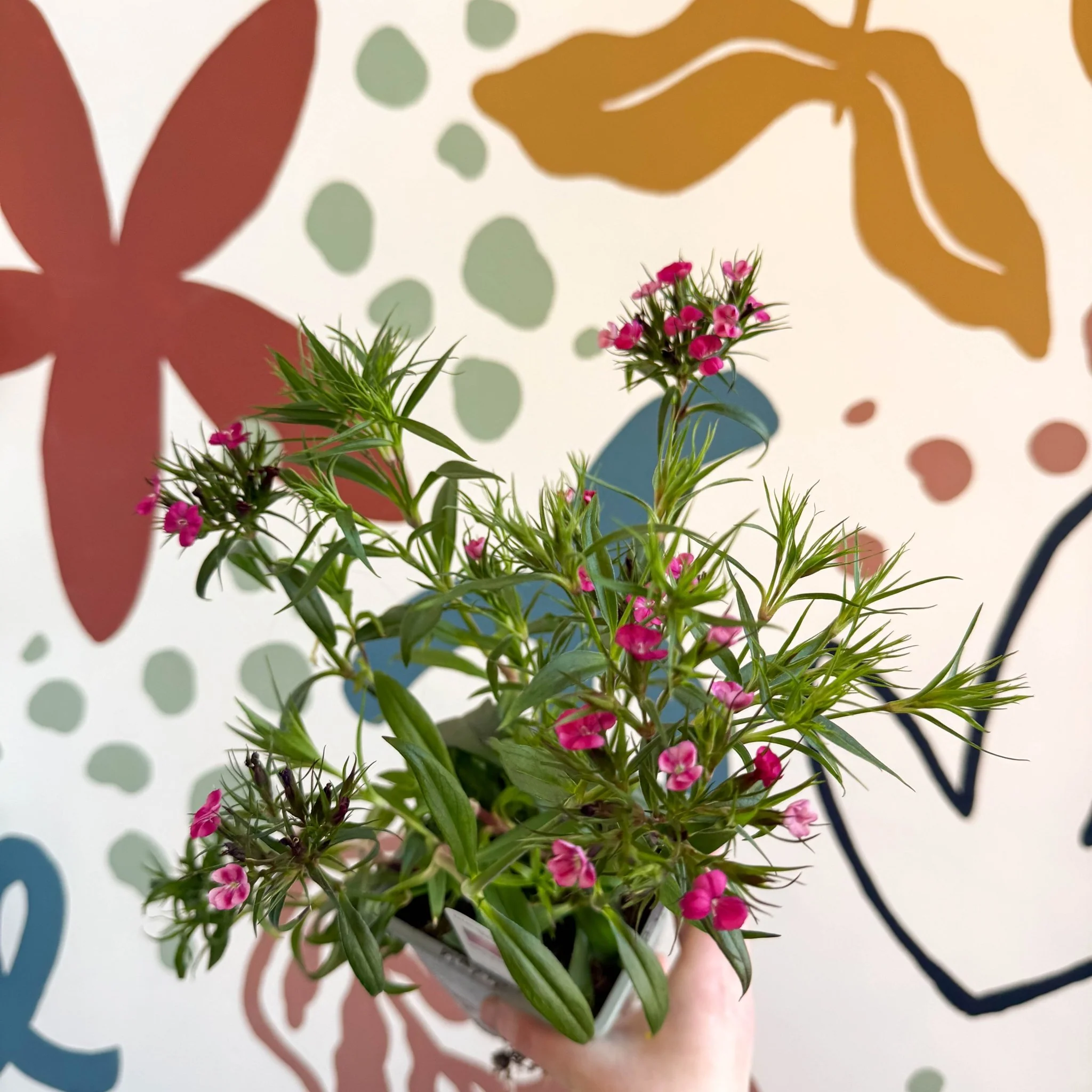 Dianthus barbatus - Sweet William - British Grown Herbaceous Perennial - Image 7