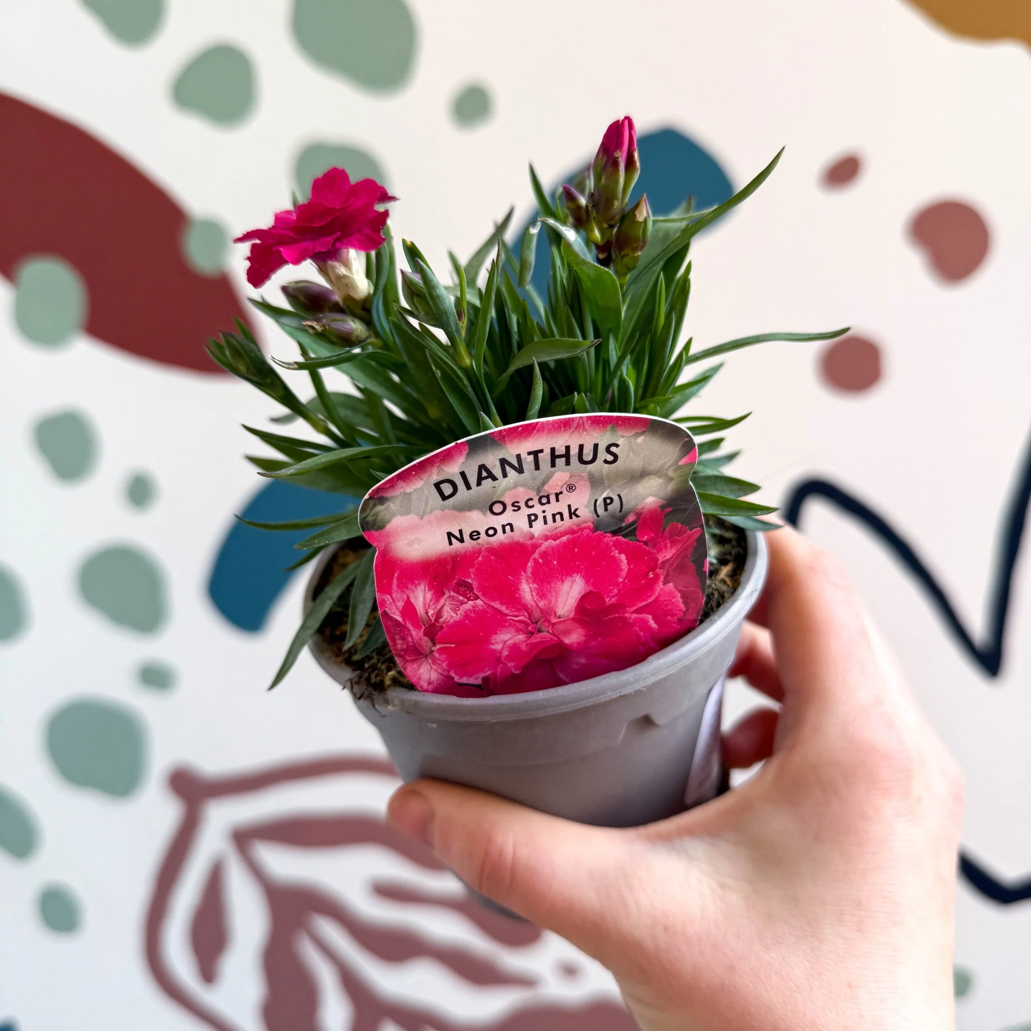 Dianthus 'Oscar Neon Pink' - Pot Carnations [British Grown]