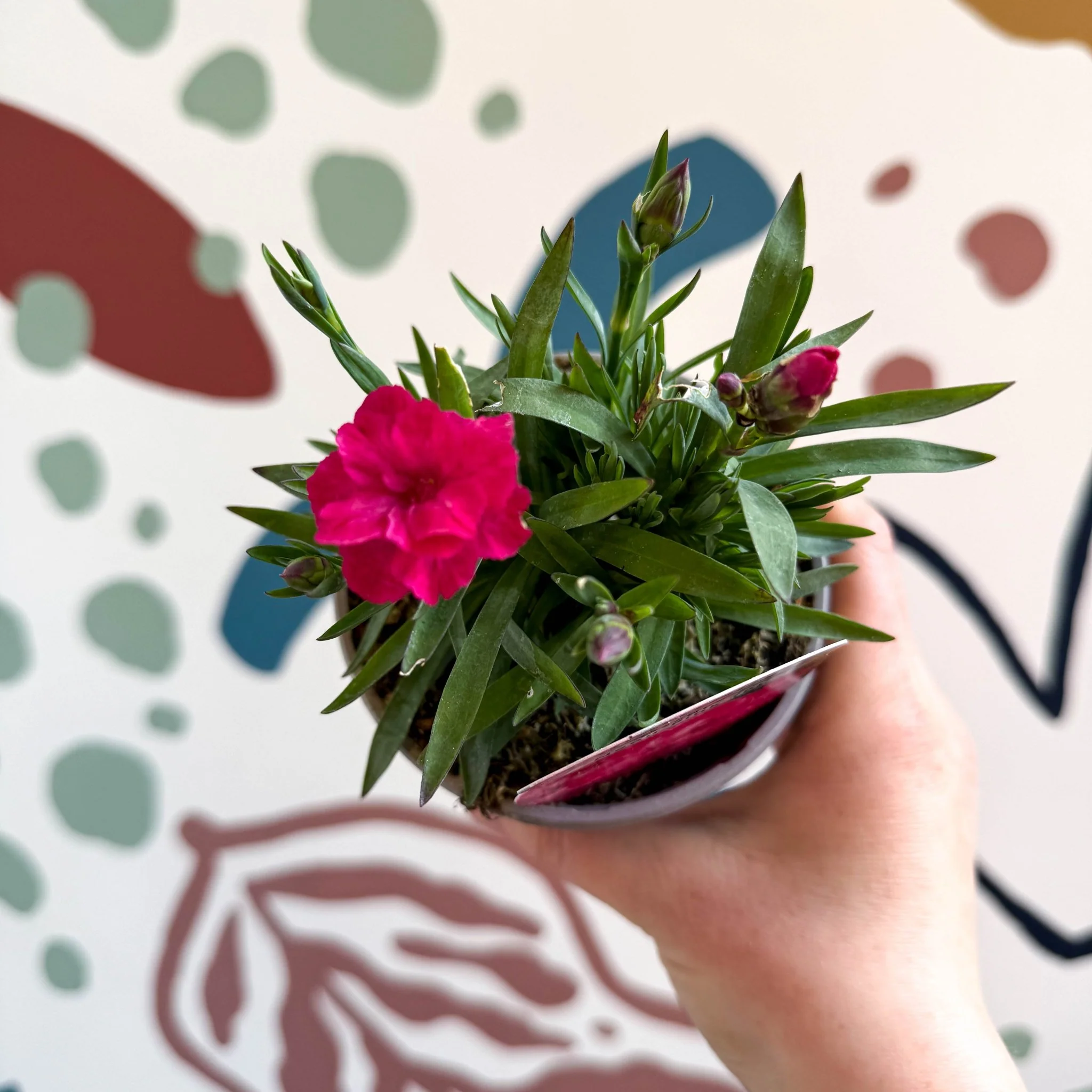 Dianthus 'Oscar Neon Pink' - Pot Carnations [British Grown] - Image 2