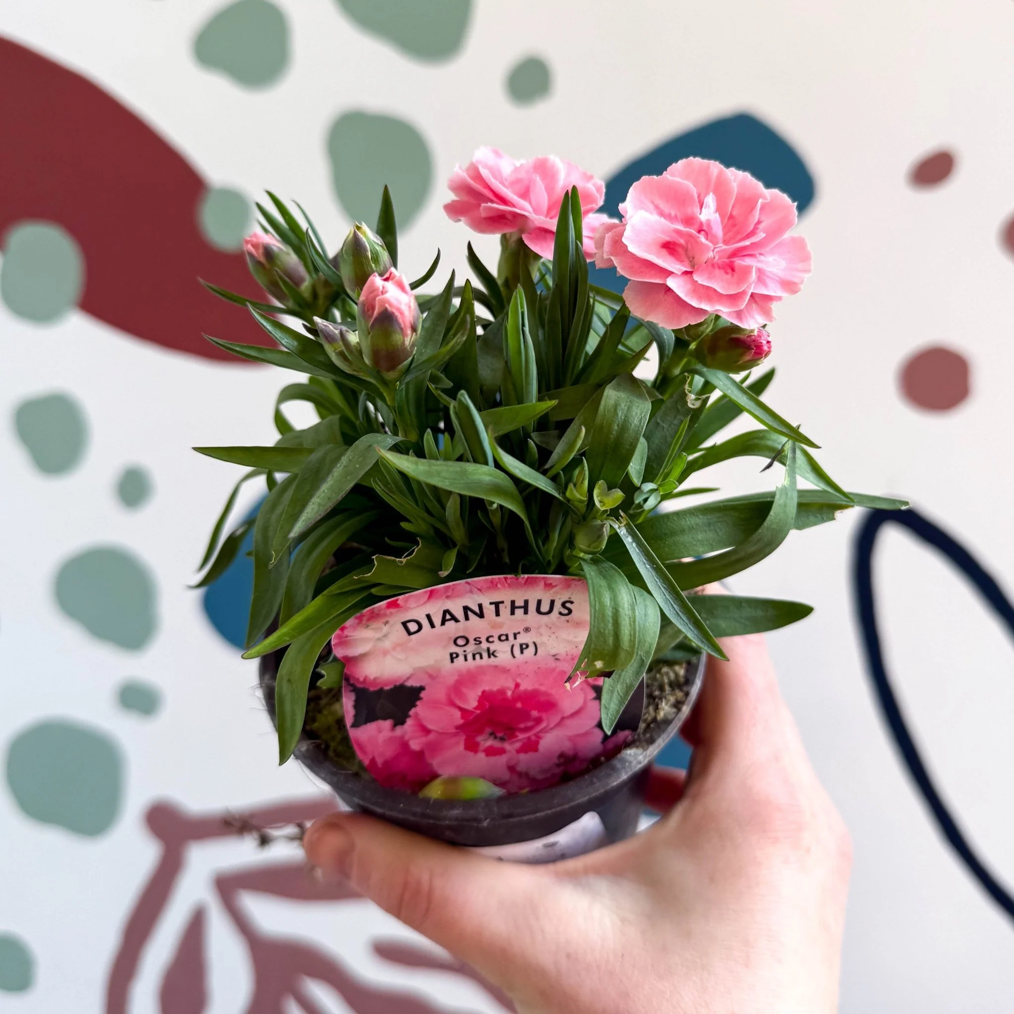 Dianthus 'Oscar Pink' - Pot Carnations [British Grown]