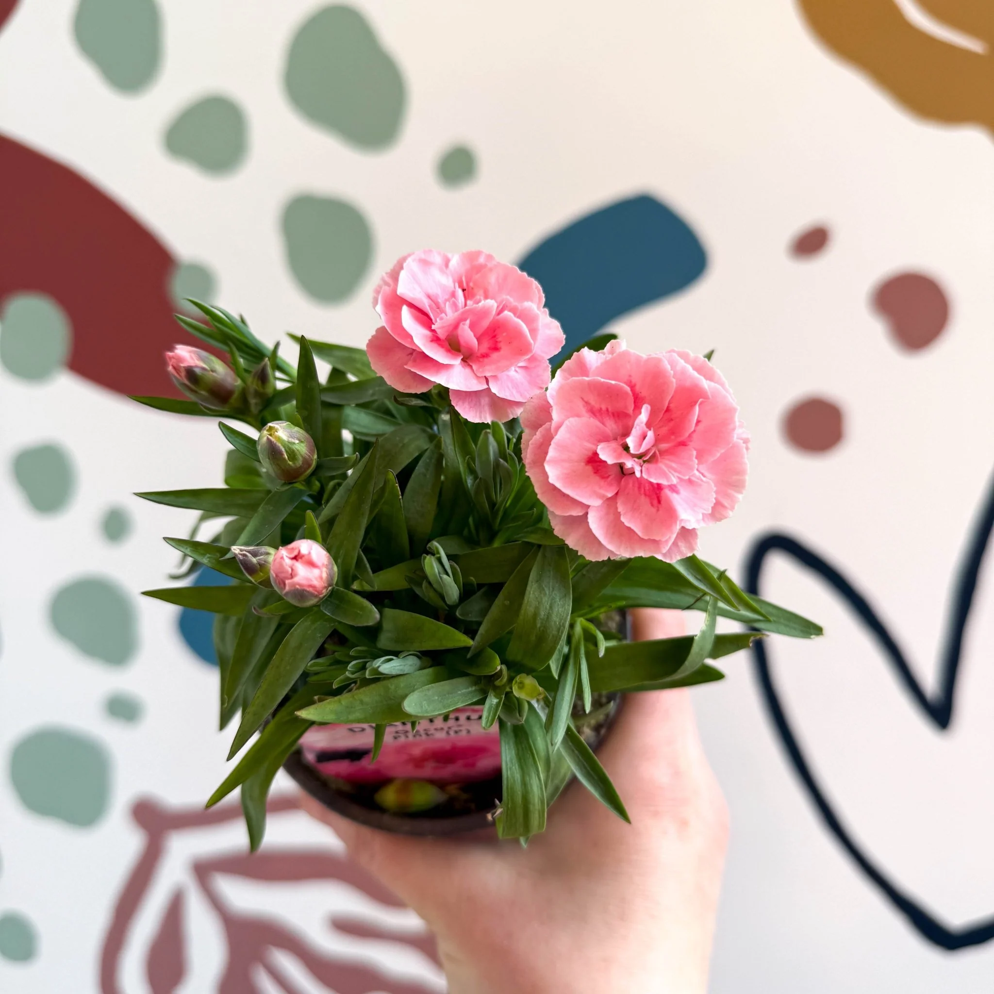 Dianthus 'Oscar Pink' - Pot Carnations [British Grown] - Image 2