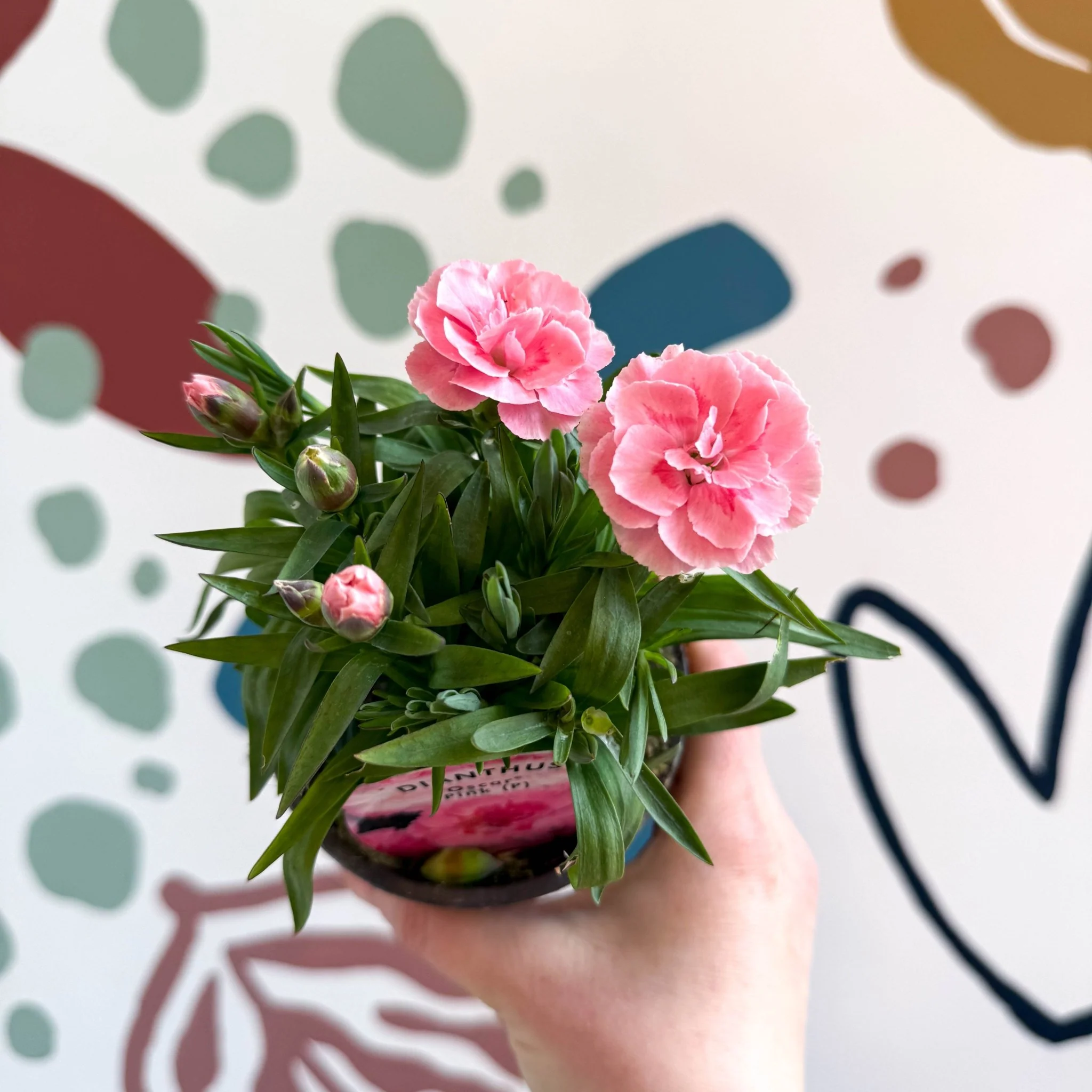 Dianthus 'Oscar Pink' - Pot Carnations [British Grown] - Image 3