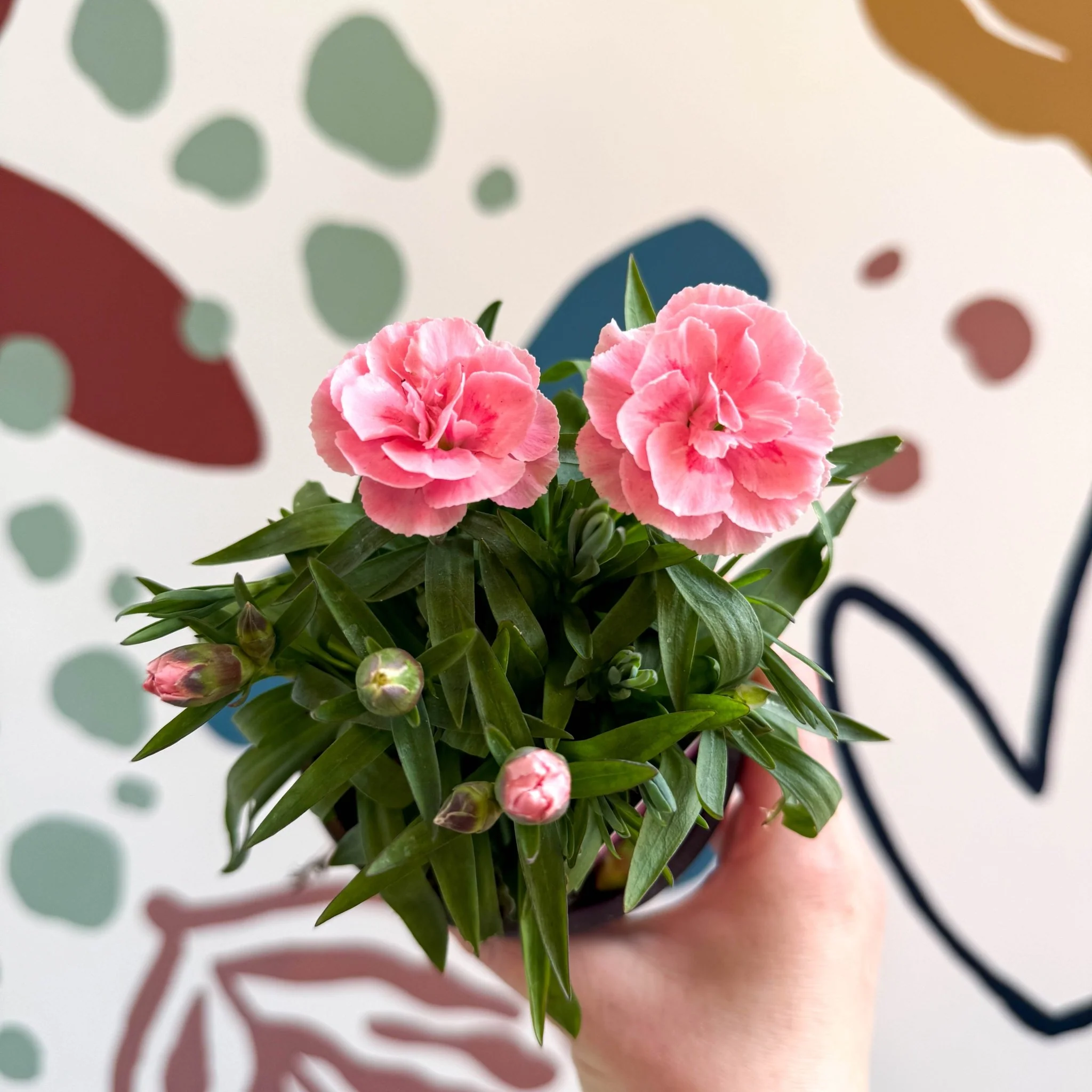 Dianthus 'Oscar Pink' - Pot Carnations [British Grown] - Image 4