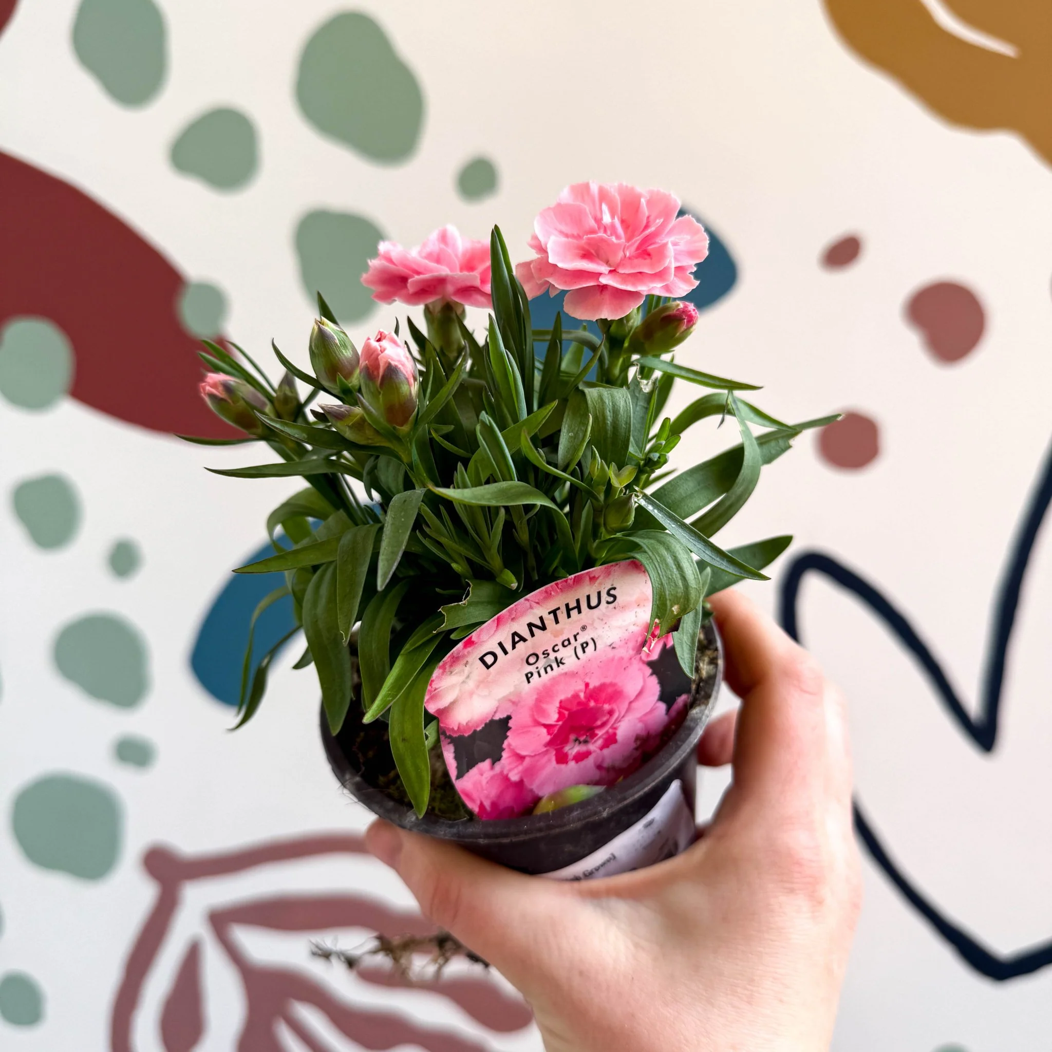 Dianthus 'Oscar Pink' - Pot Carnations [British Grown] - Image 5