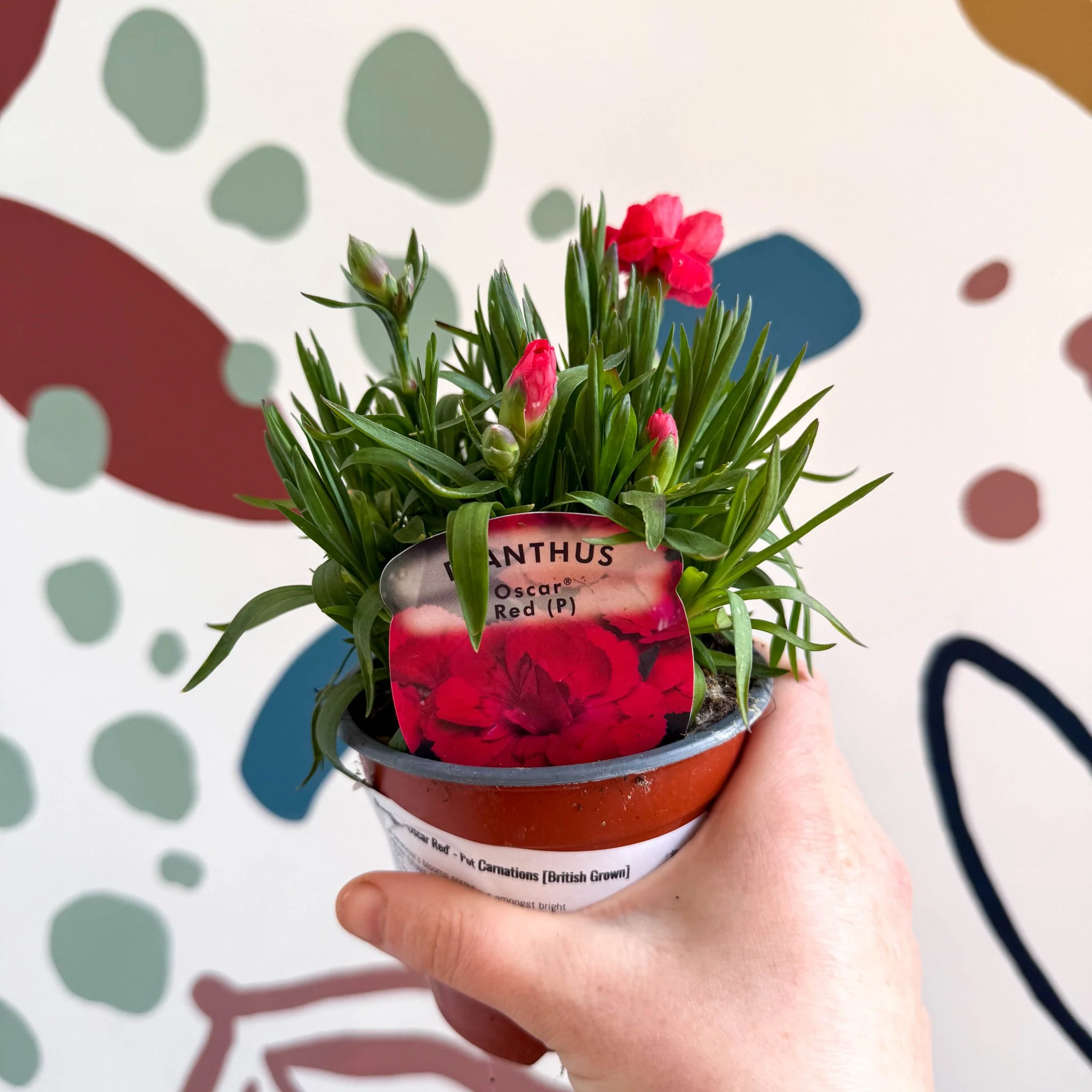Dianthus 'Oscar Red' - Pot Carnations [British Grown]