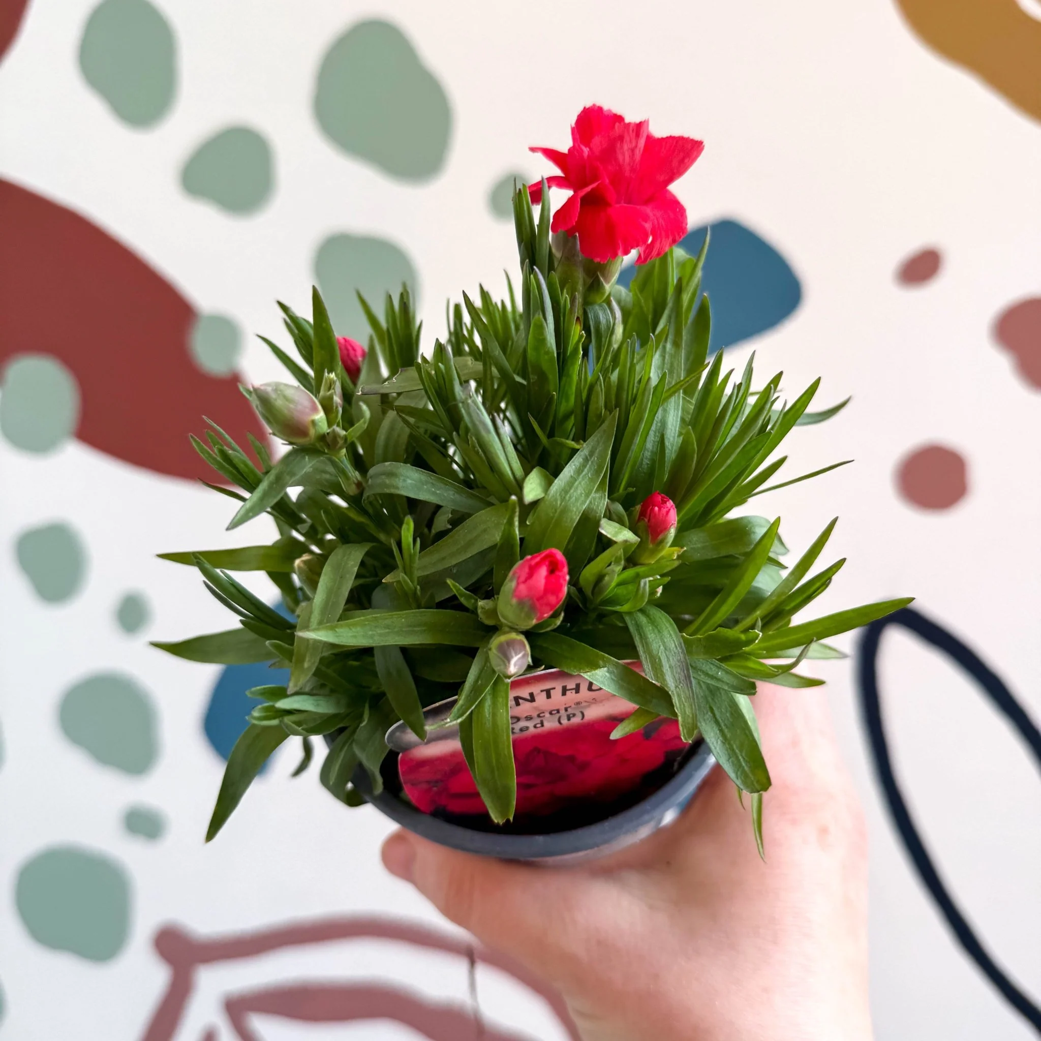 Dianthus 'Oscar Red' - Pot Carnations [British Grown] - Image 2