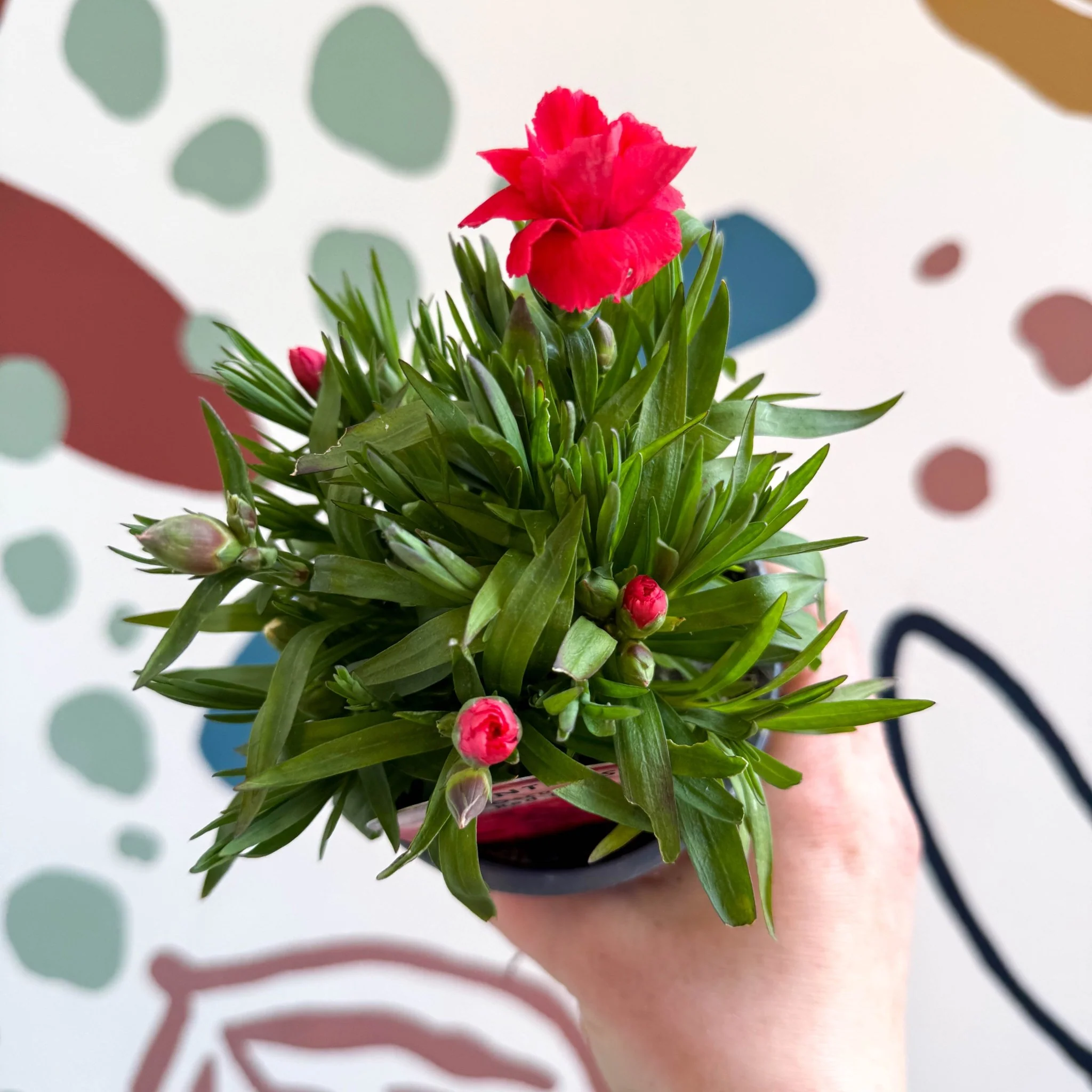 Dianthus 'Oscar Red' - Pot Carnations [British Grown] - Image 3