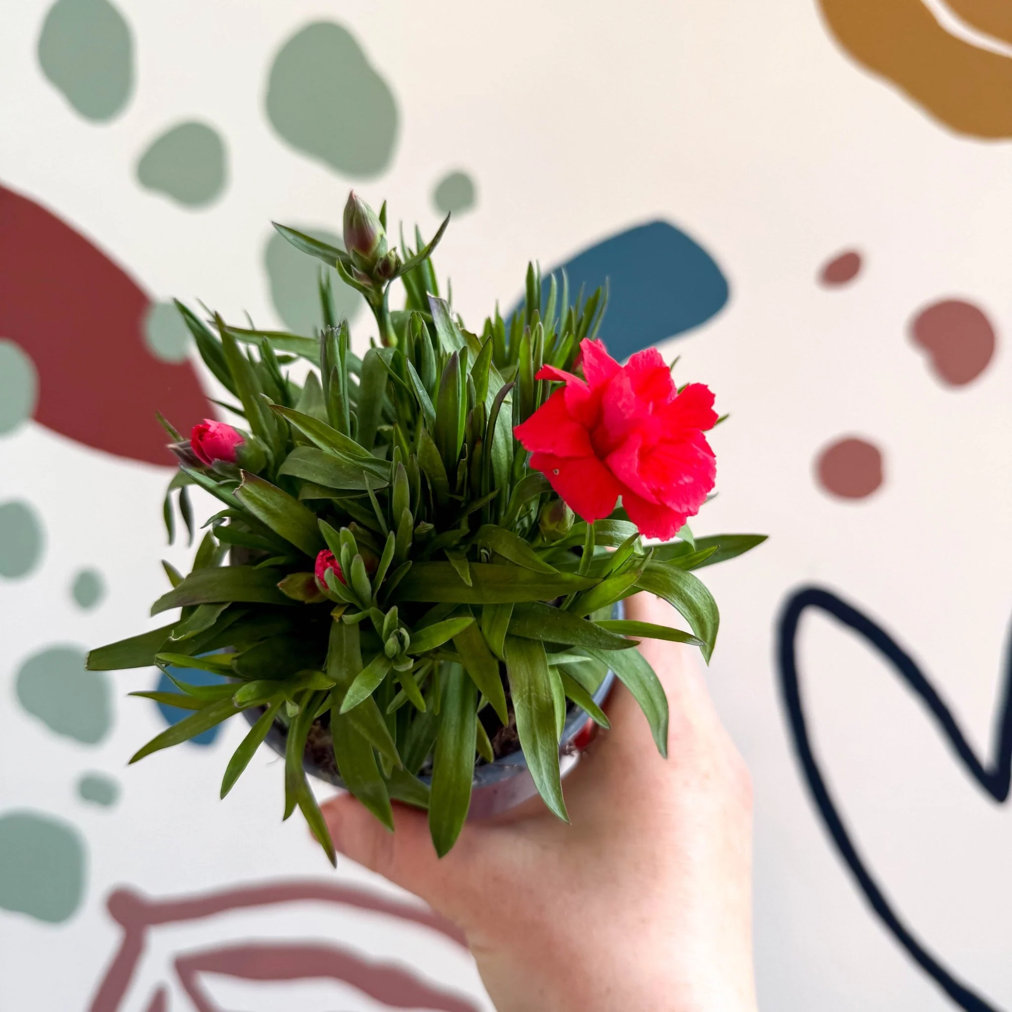 Dianthus 'Oscar Red' - Pot Carnations [British Grown] - Image 4