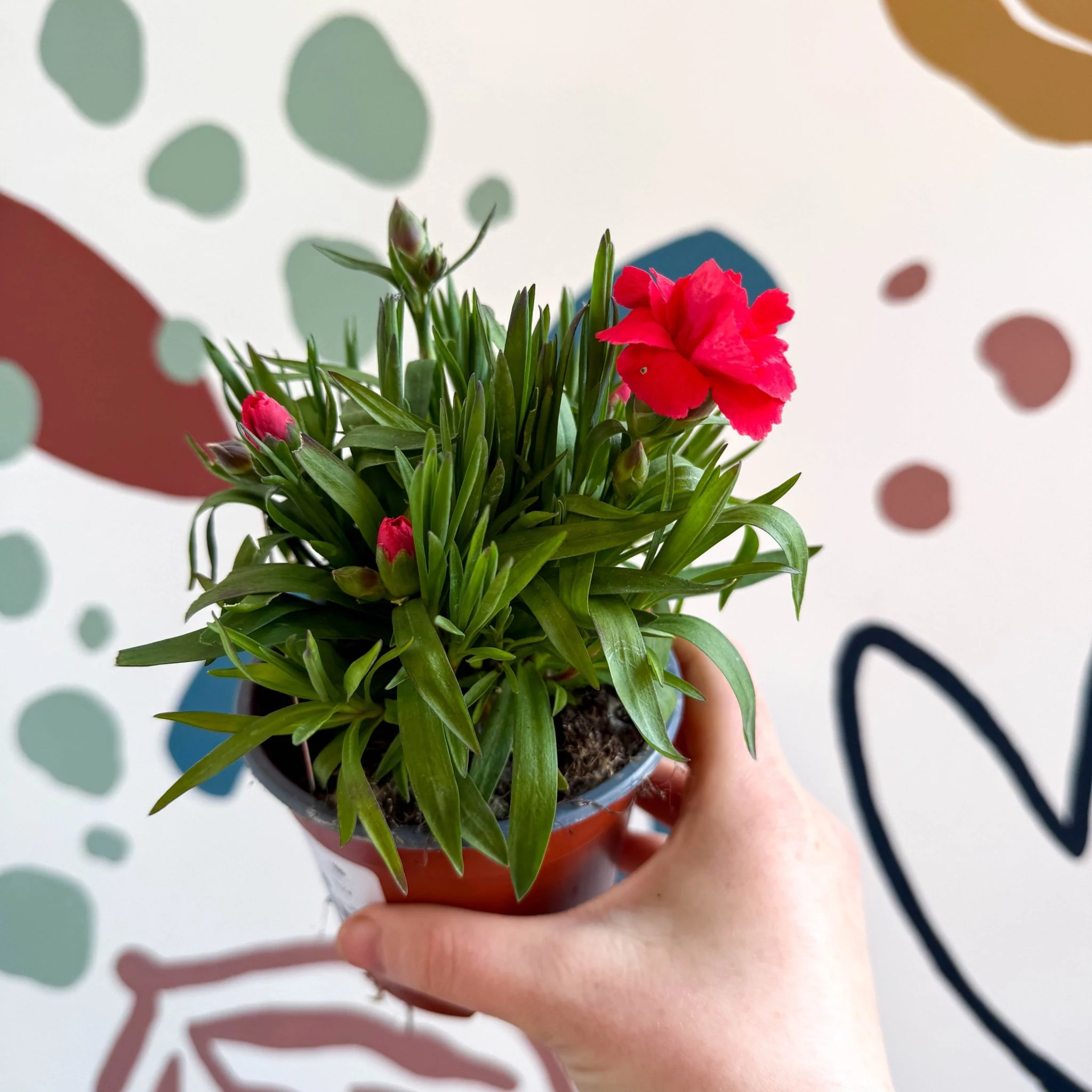 Dianthus 'Oscar Red' - Pot Carnations [British Grown] - Image 5