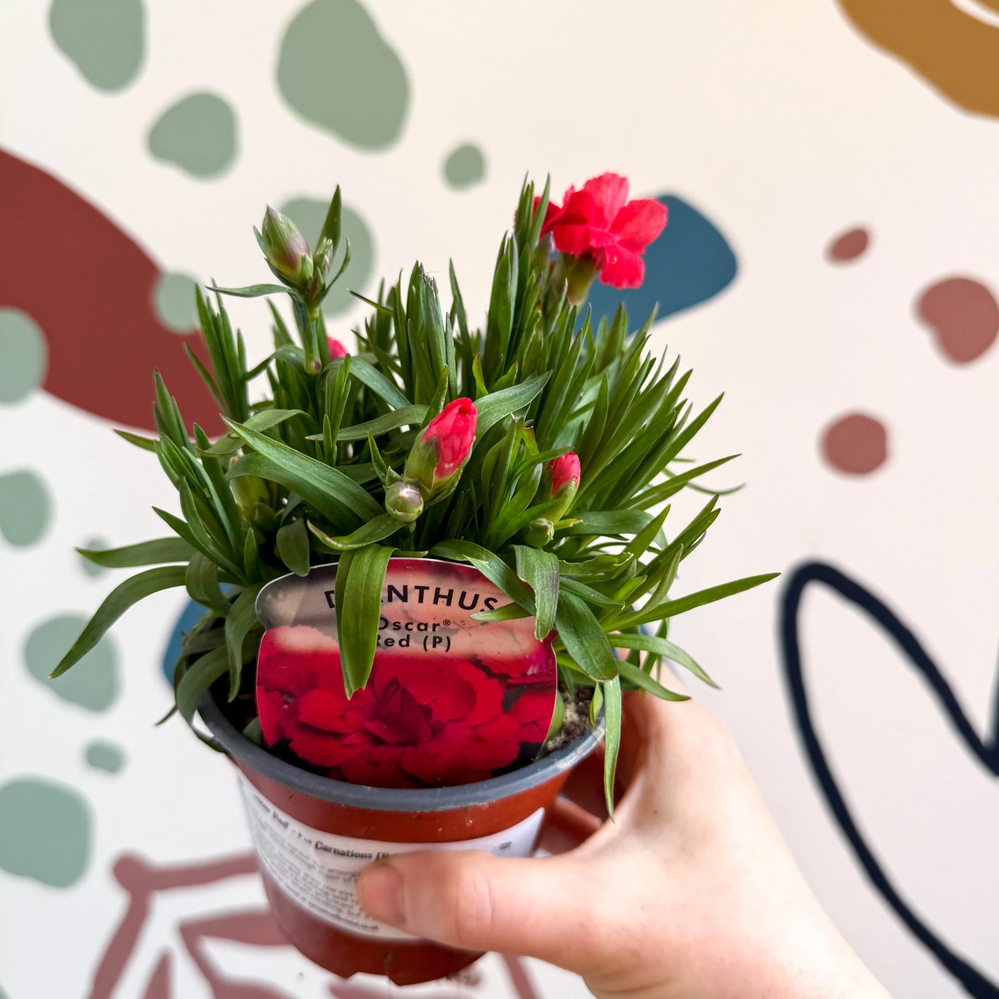 Dianthus 'Oscar Red' - Pot Carnations [British Grown] - Image 6