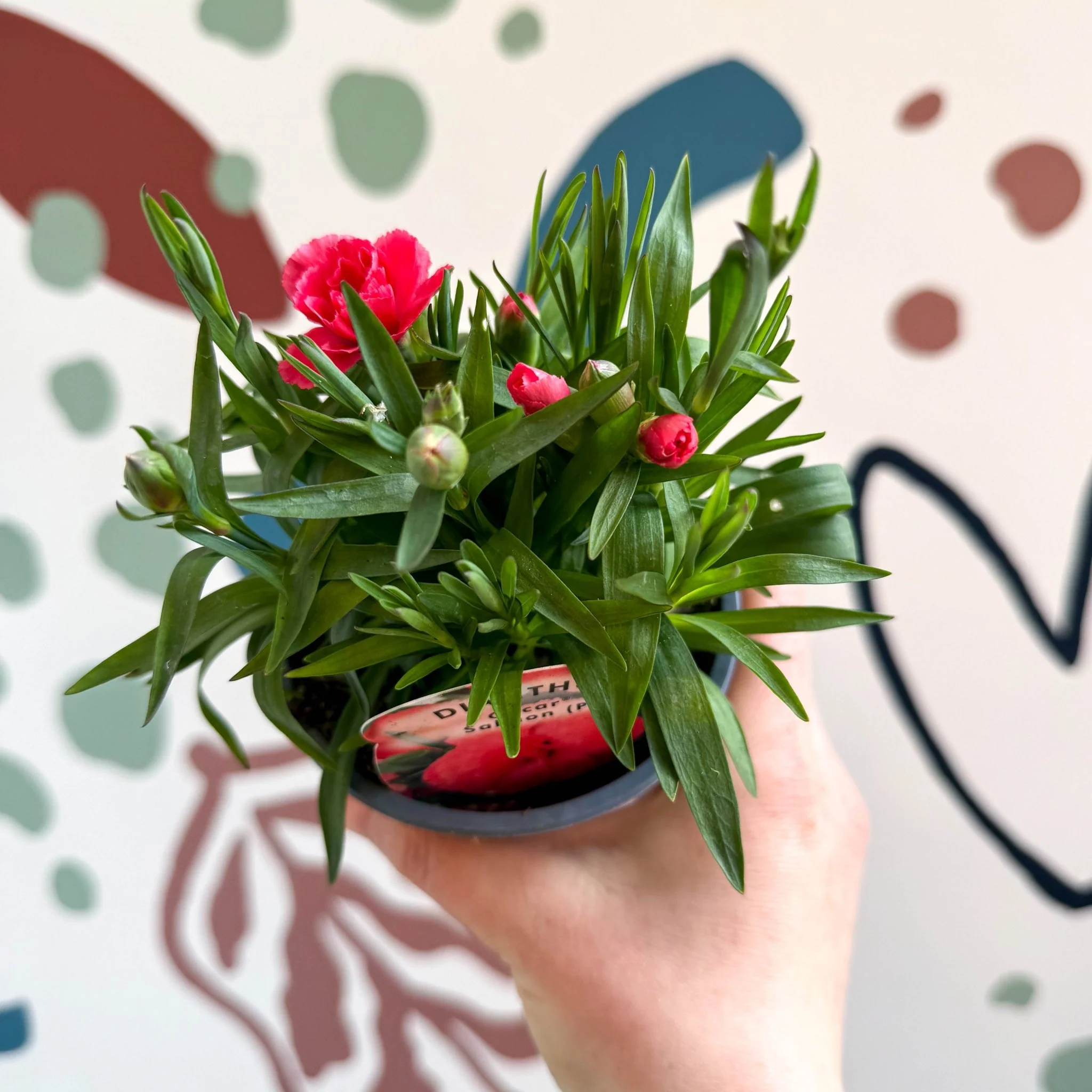 Dianthus 'Oscar Salmon' - Pot Carnations [British Grown]