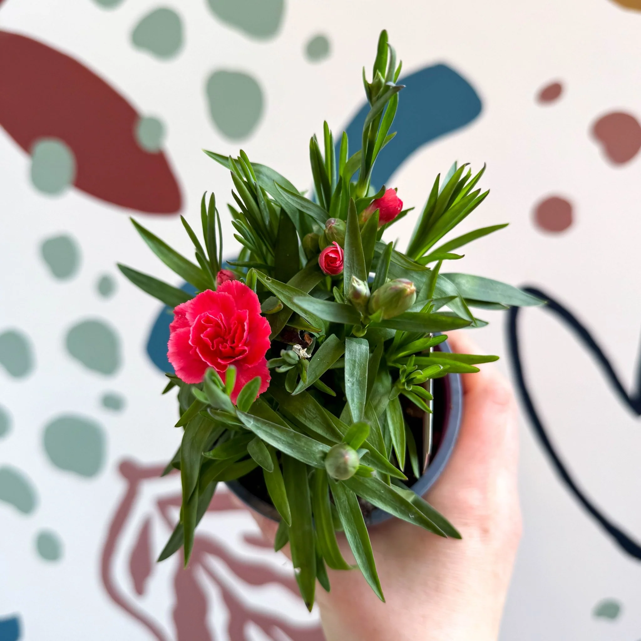 Dianthus 'Oscar Salmon' - Pot Carnations [British Grown] - Image 6