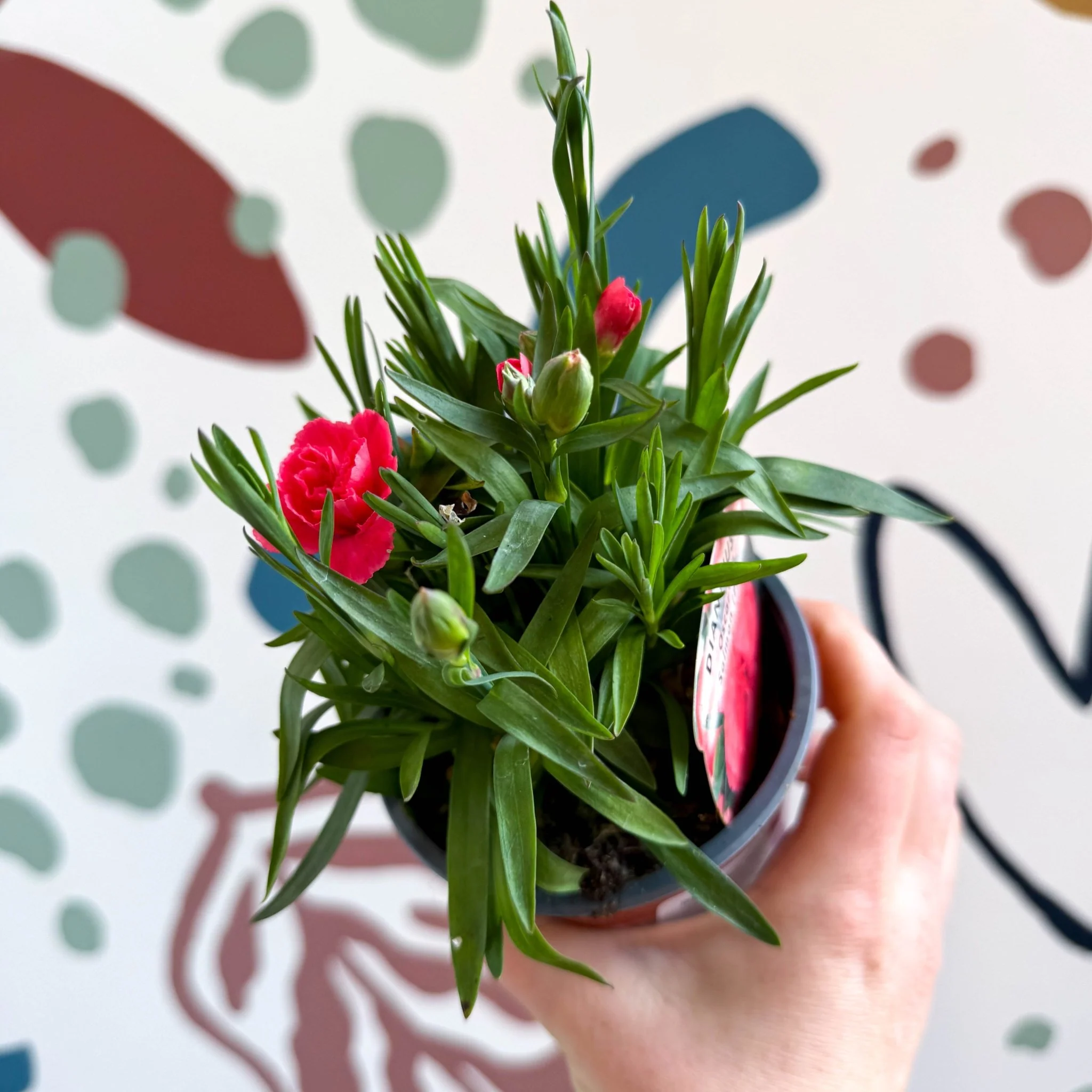 Dianthus 'Oscar Salmon' - Pot Carnations [British Grown] - Image 7