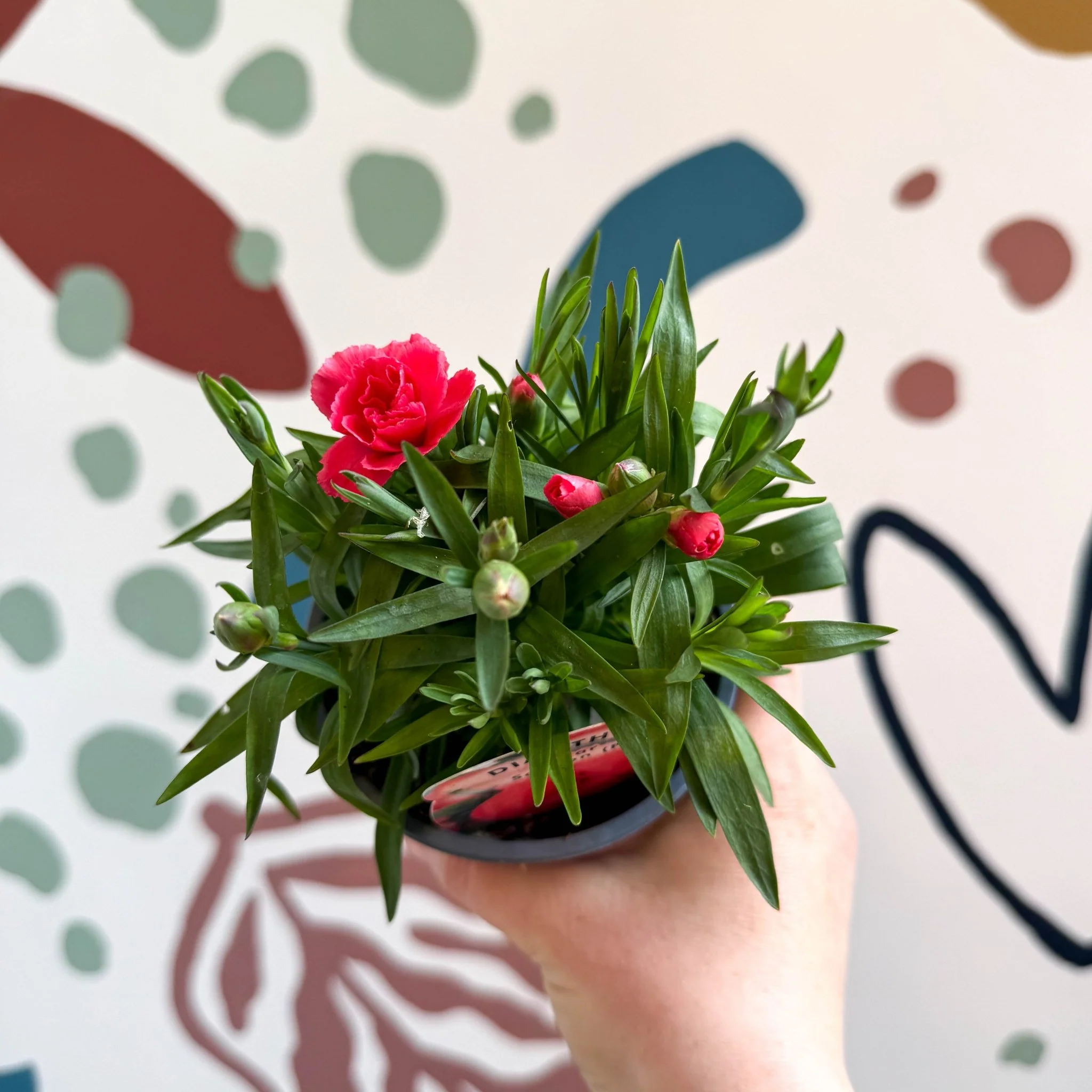 Dianthus 'Oscar Salmon' - Pot Carnations [British Grown] - Image 9