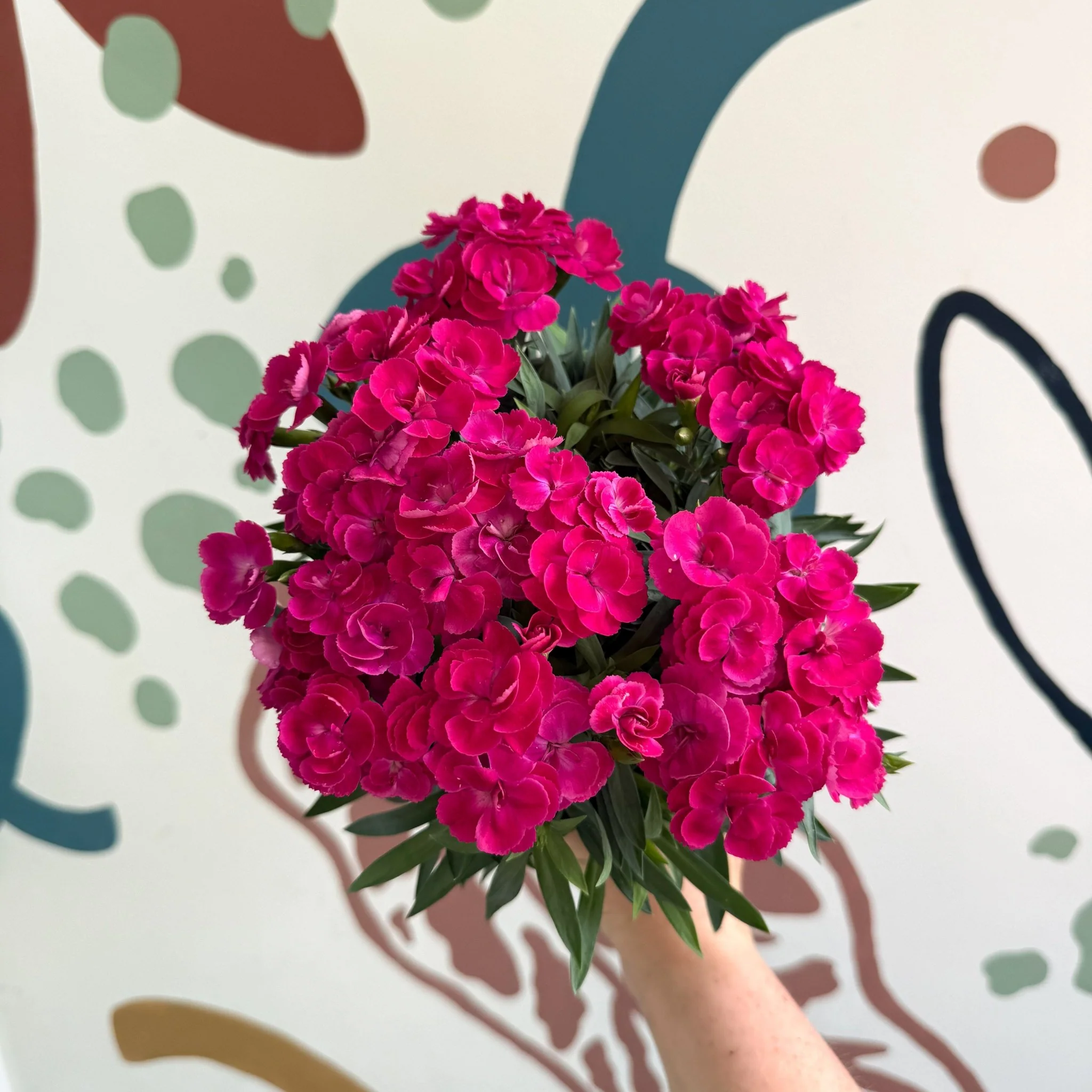 Dianthus 'Peman Violet' - Pot Carnations