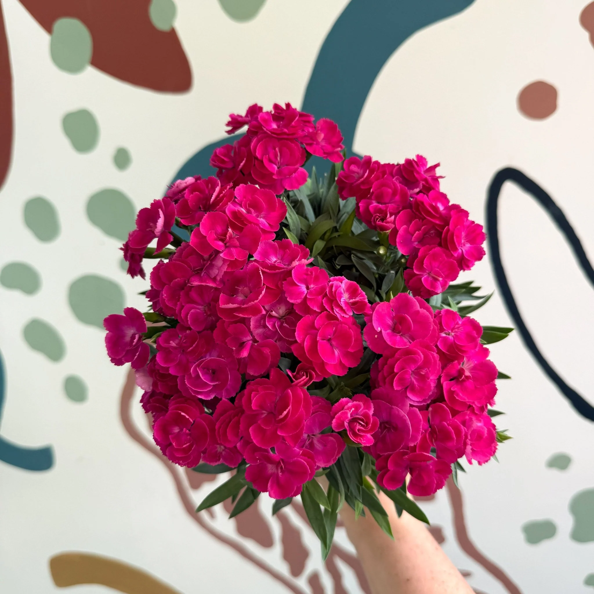 Dianthus 'Peman Violet' - Pot Carnations - Image 2