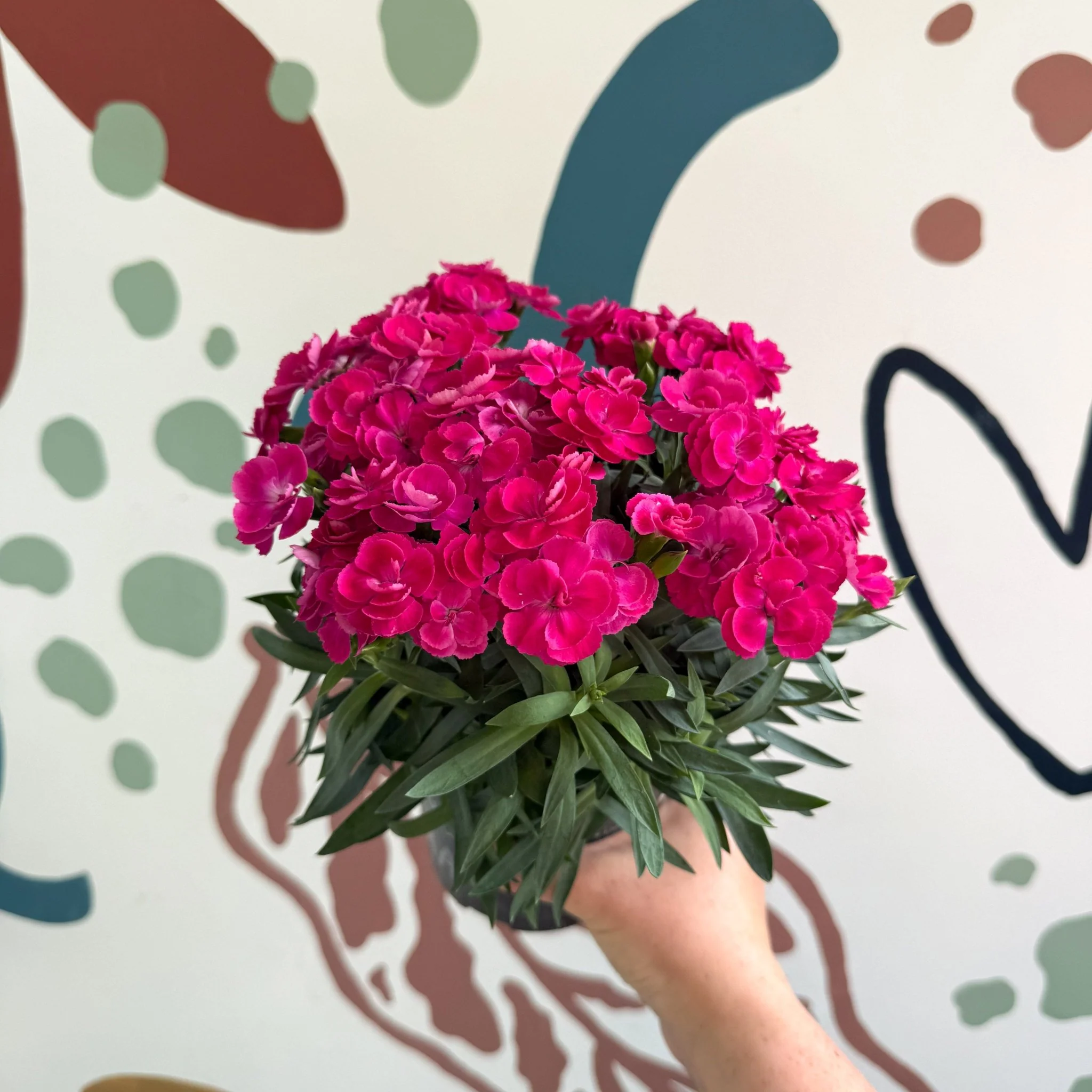 Dianthus 'Peman Violet' - Pot Carnations - Image 3
