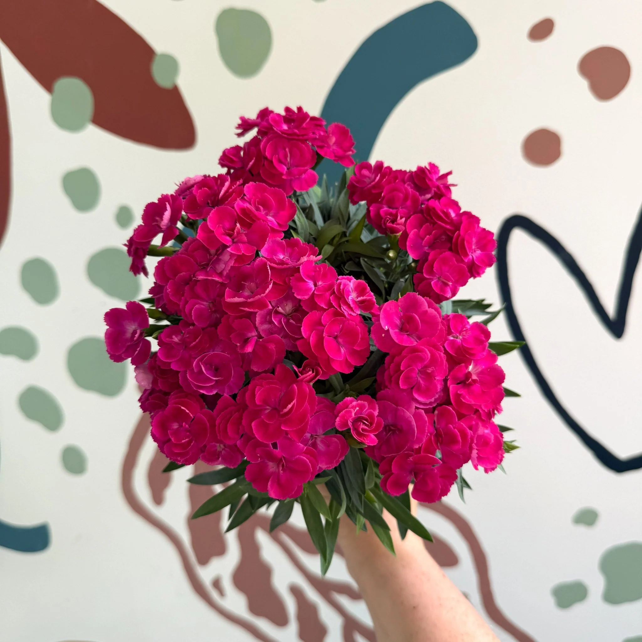 Dianthus 'Peman Violet' - Pot Carnations - Image 6