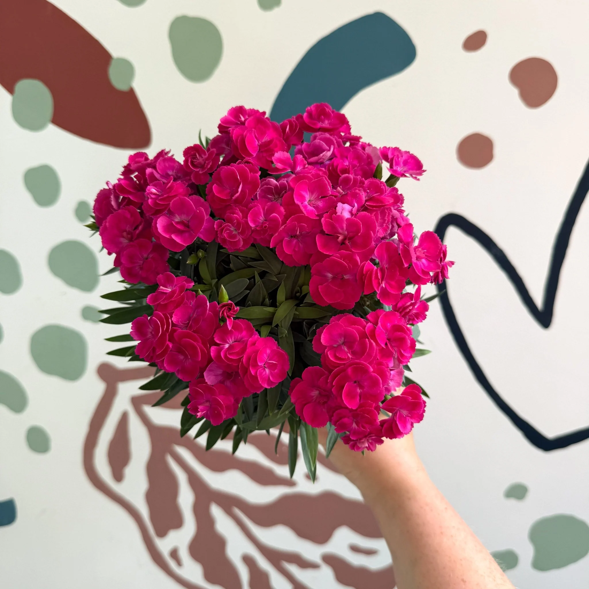Dianthus 'Peman Violet' - Pot Carnations - Image 8