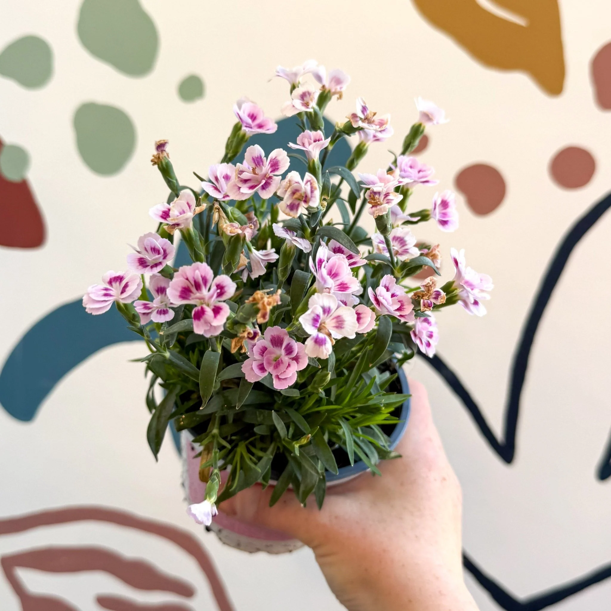 Dianthus 'Pink Kisses' - Pot Carnations