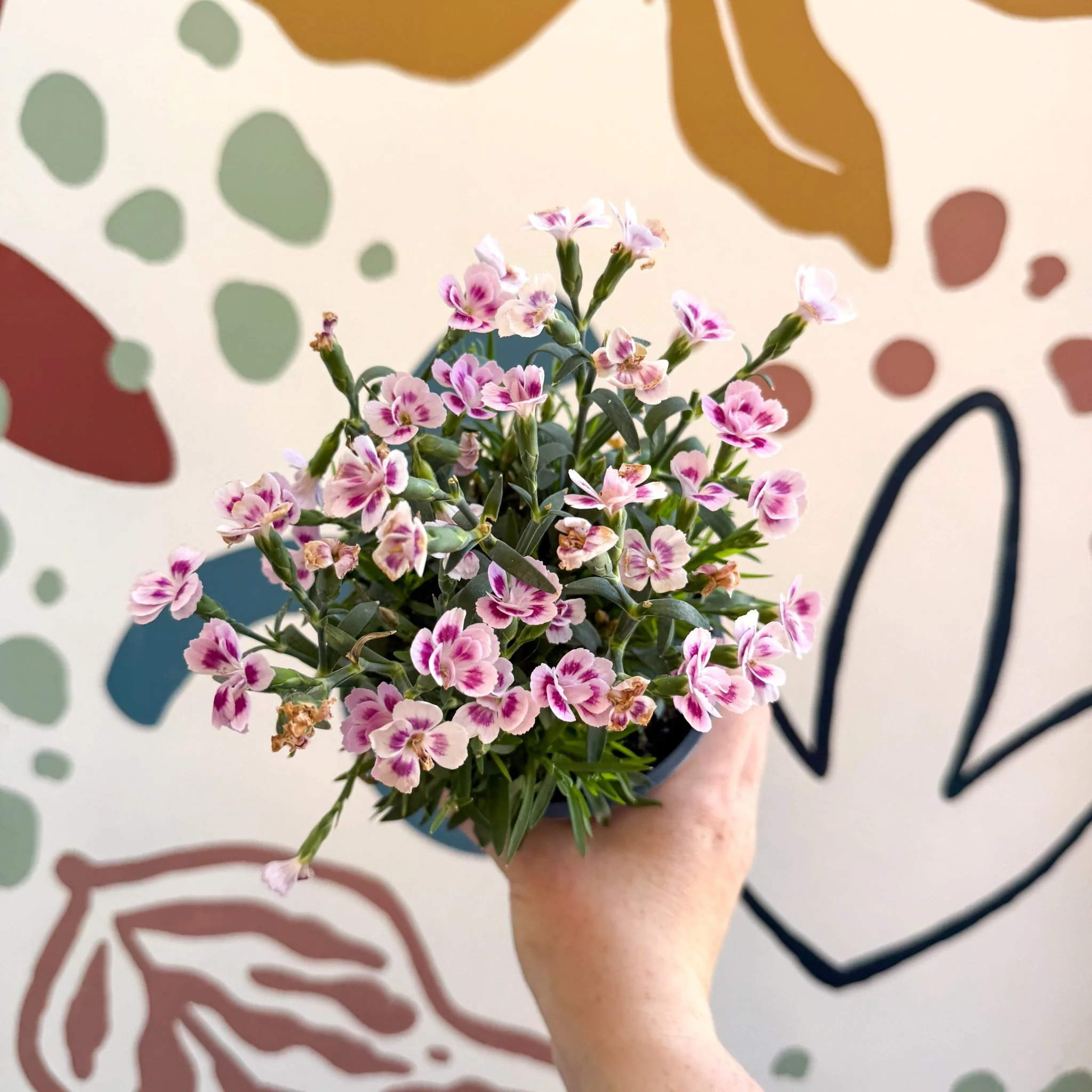 Dianthus 'Pink Kisses' - Pot Carnations - Image 2
