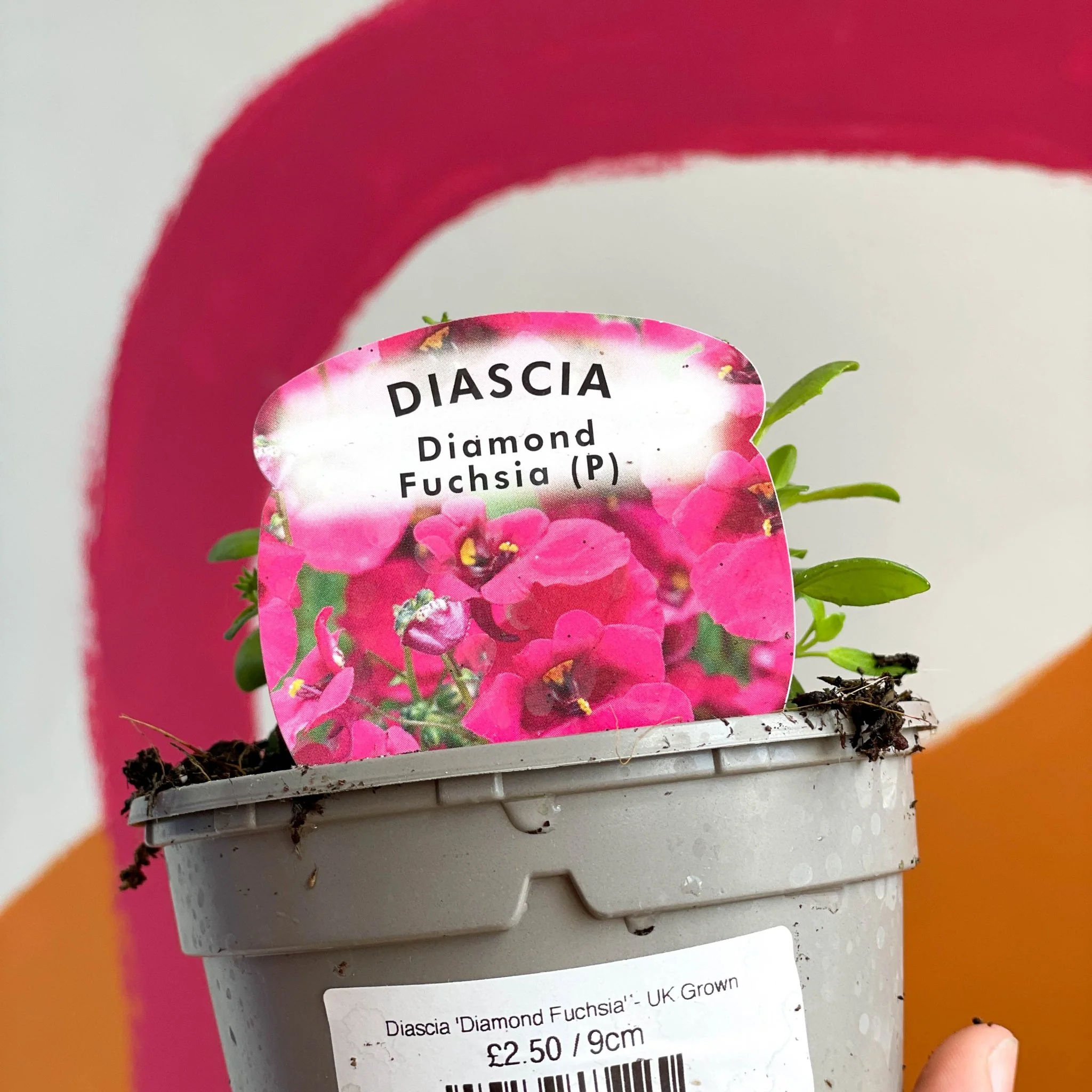 Diascia 'Diamond Fuchsia' - UK Grown - Image 2
