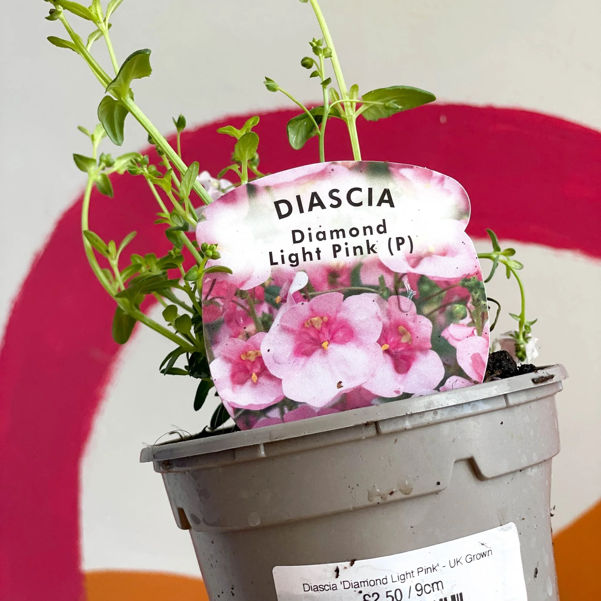 Diascia 'Diamond Light Pink' - UK Grown - Image 2