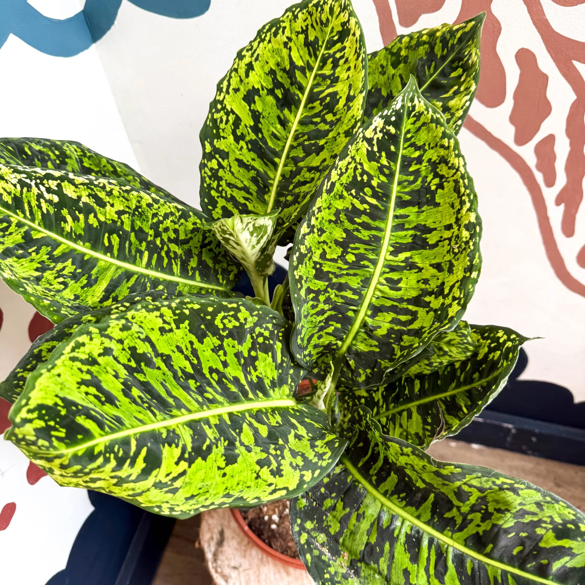 Dieffenbachia ‘Reflector’ – Leopard Lily