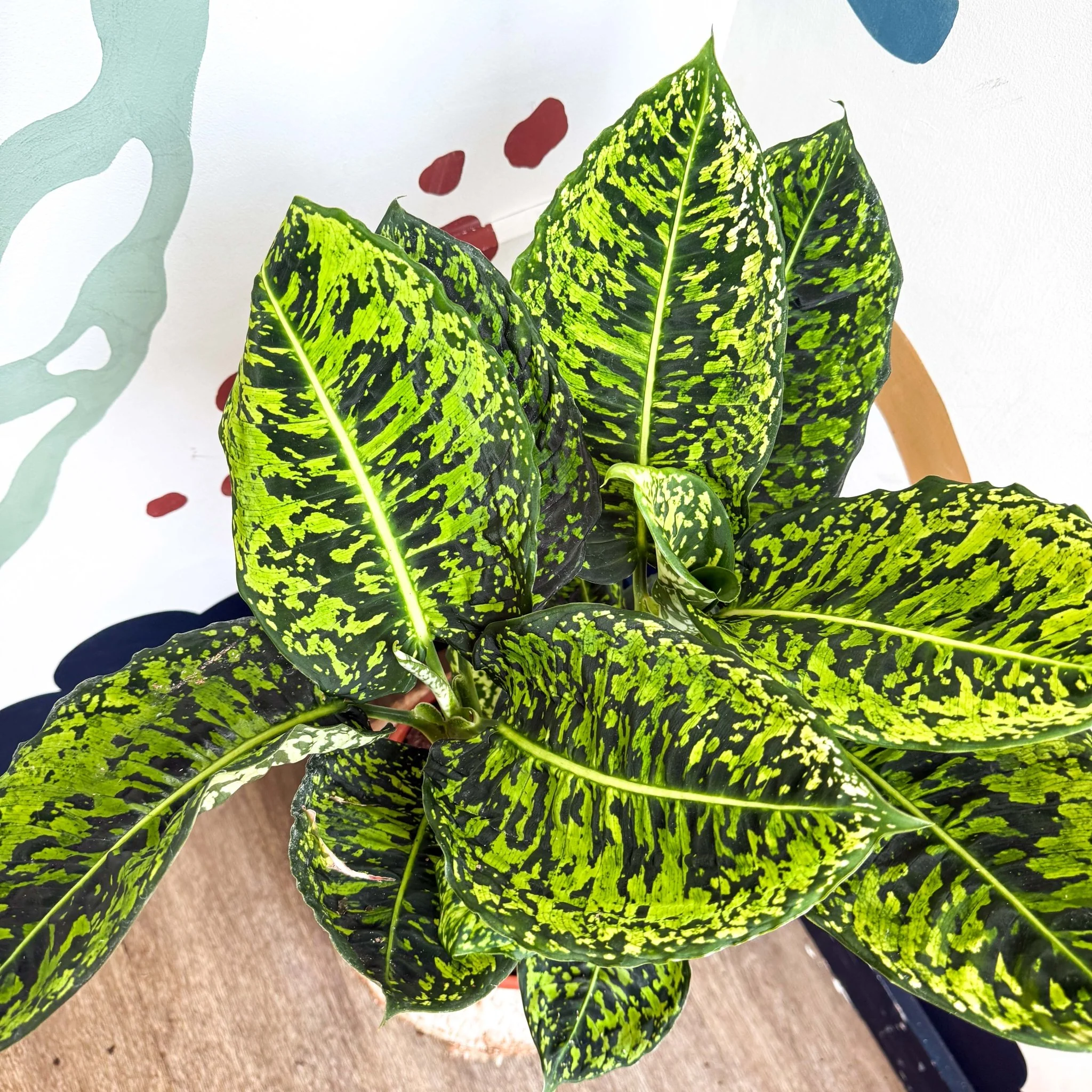Dieffenbachia ‘Reflector’ – Leopard Lily - Image 10