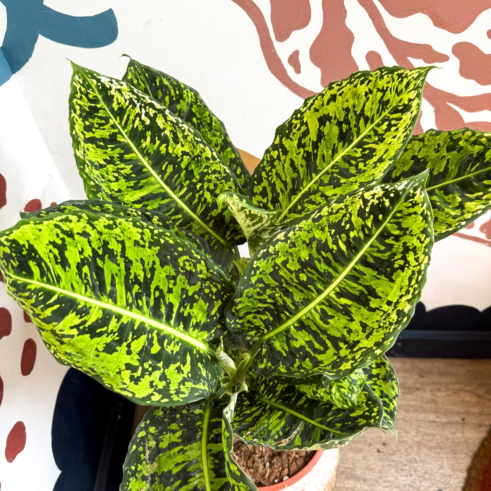 Dieffenbachia ‘Reflector’ – Leopard Lily - Image 11
