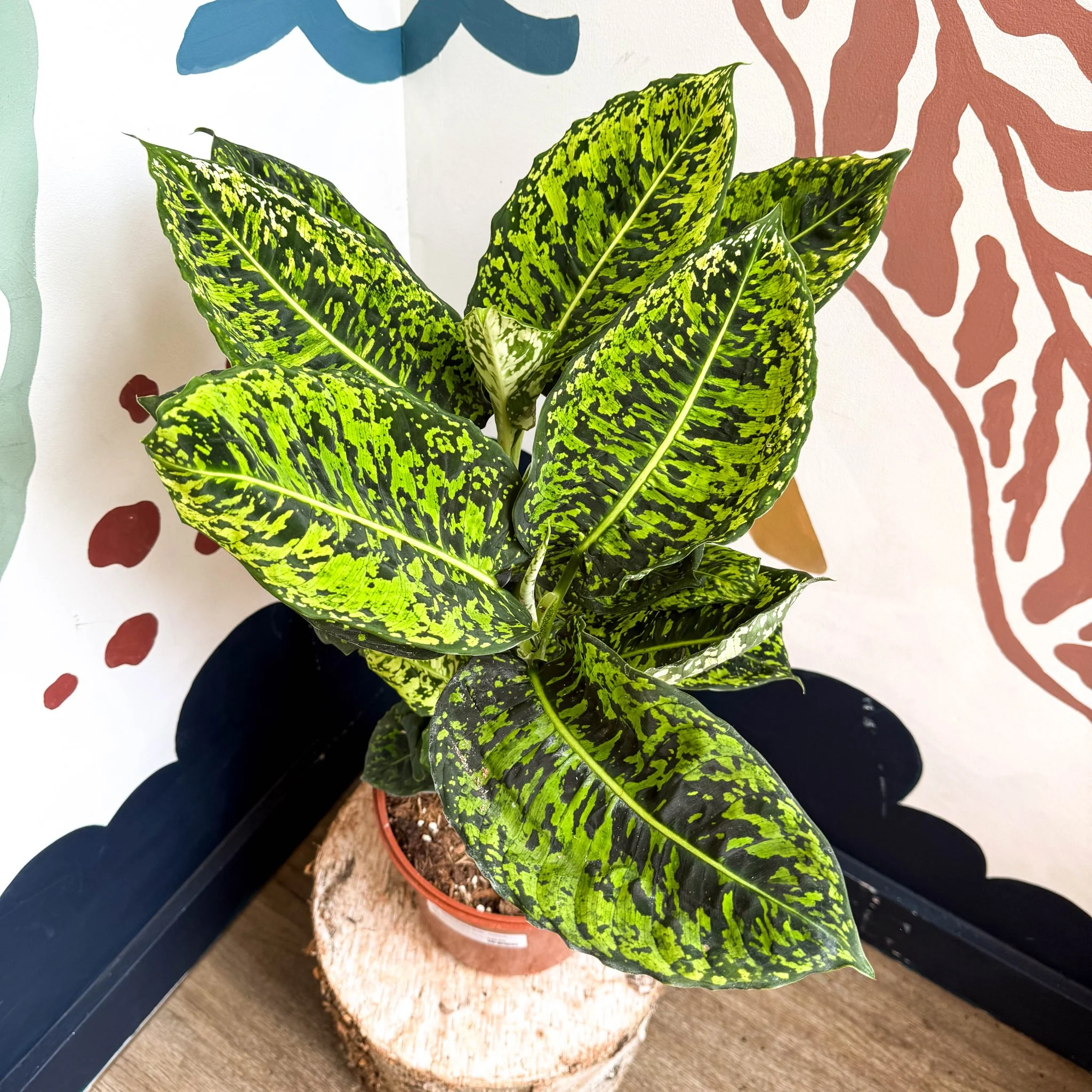 Dieffenbachia ‘Reflector’ – Leopard Lily - Image 12