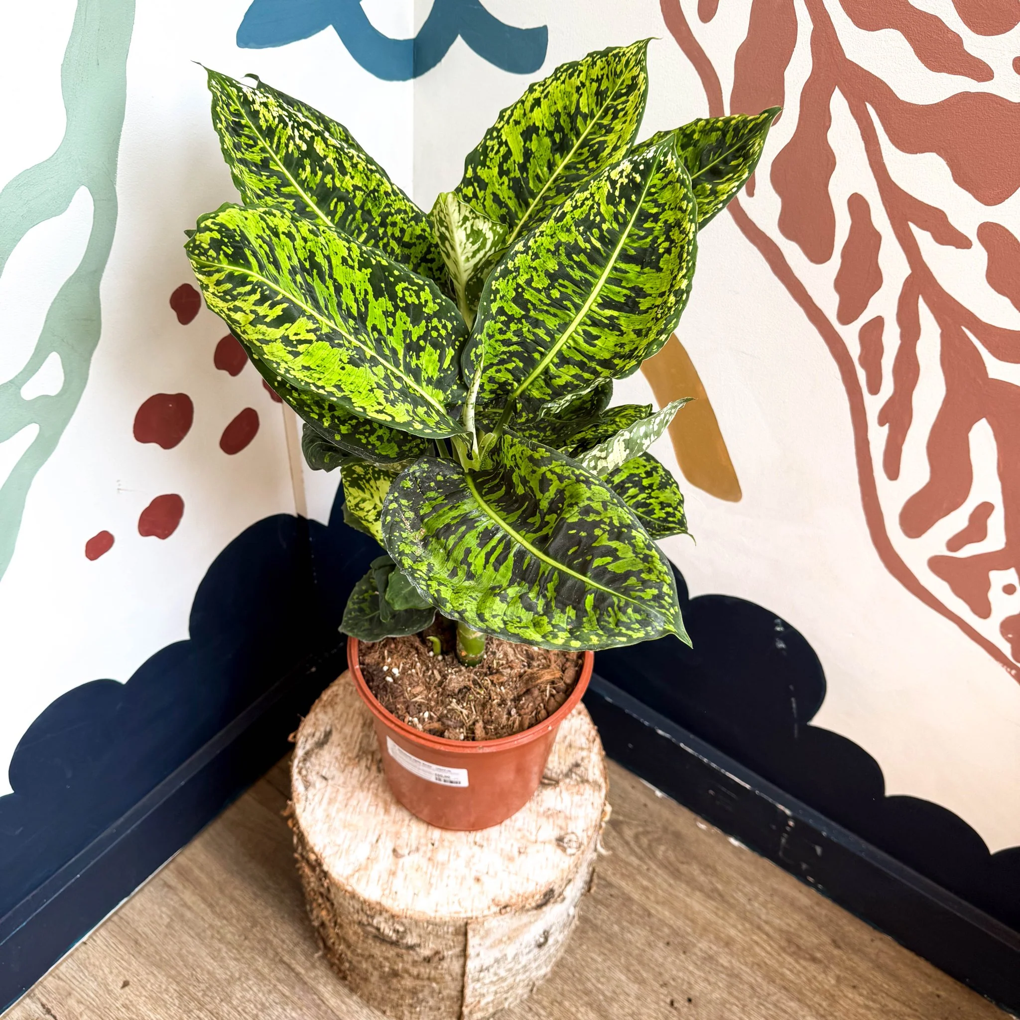 Dieffenbachia ‘Reflector’ – Leopard Lily - Image 13