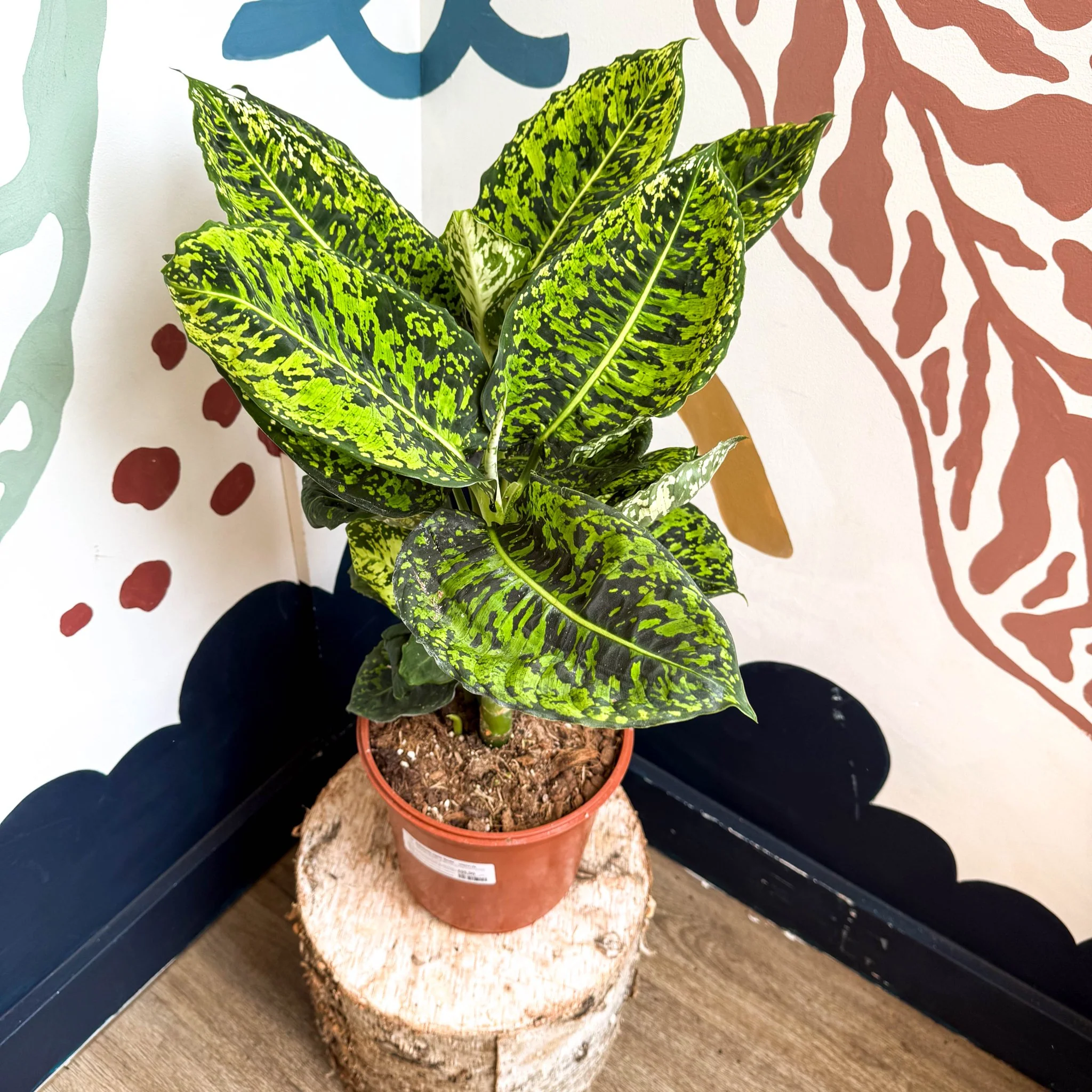 Dieffenbachia ‘Reflector’ – Leopard Lily - Image 14