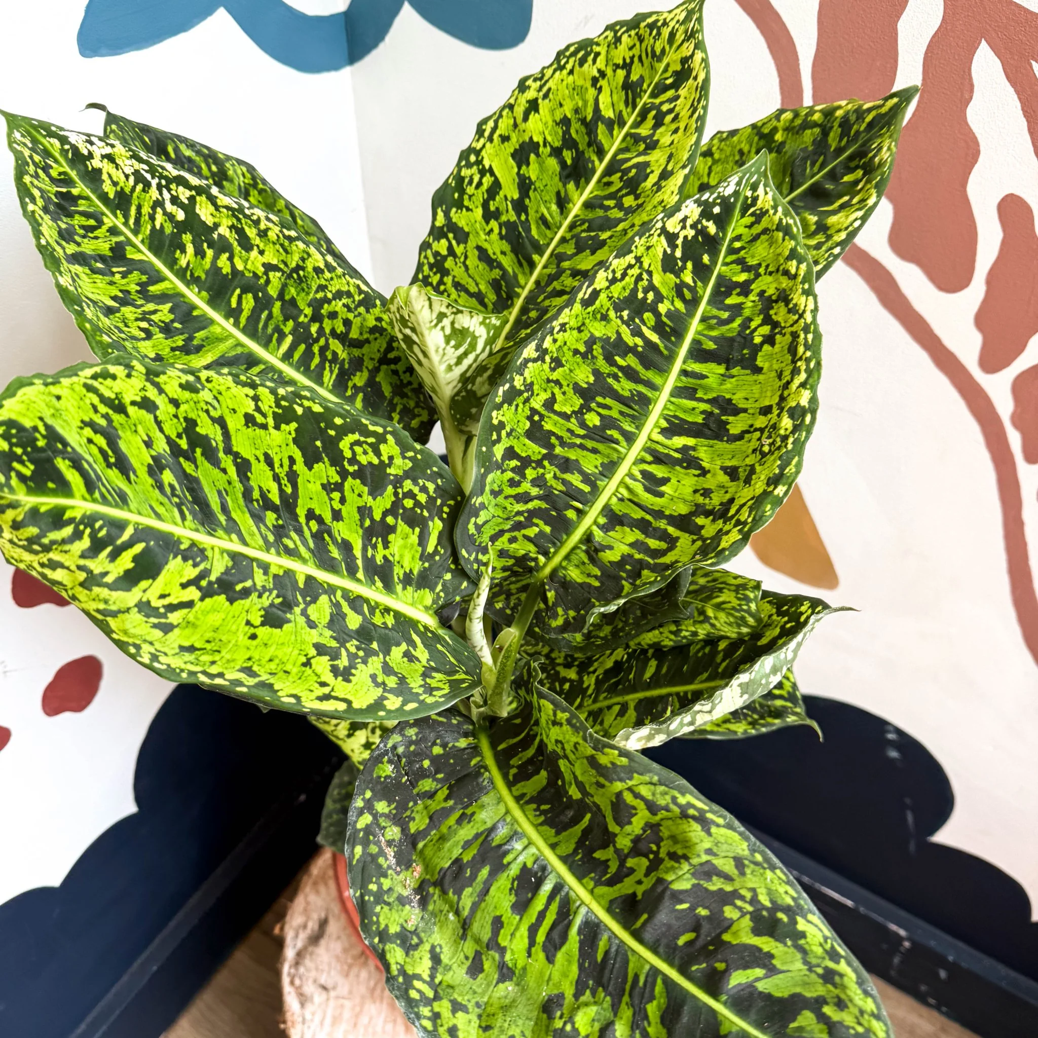 Dieffenbachia ‘Reflector’ – Leopard Lily - Image 15
