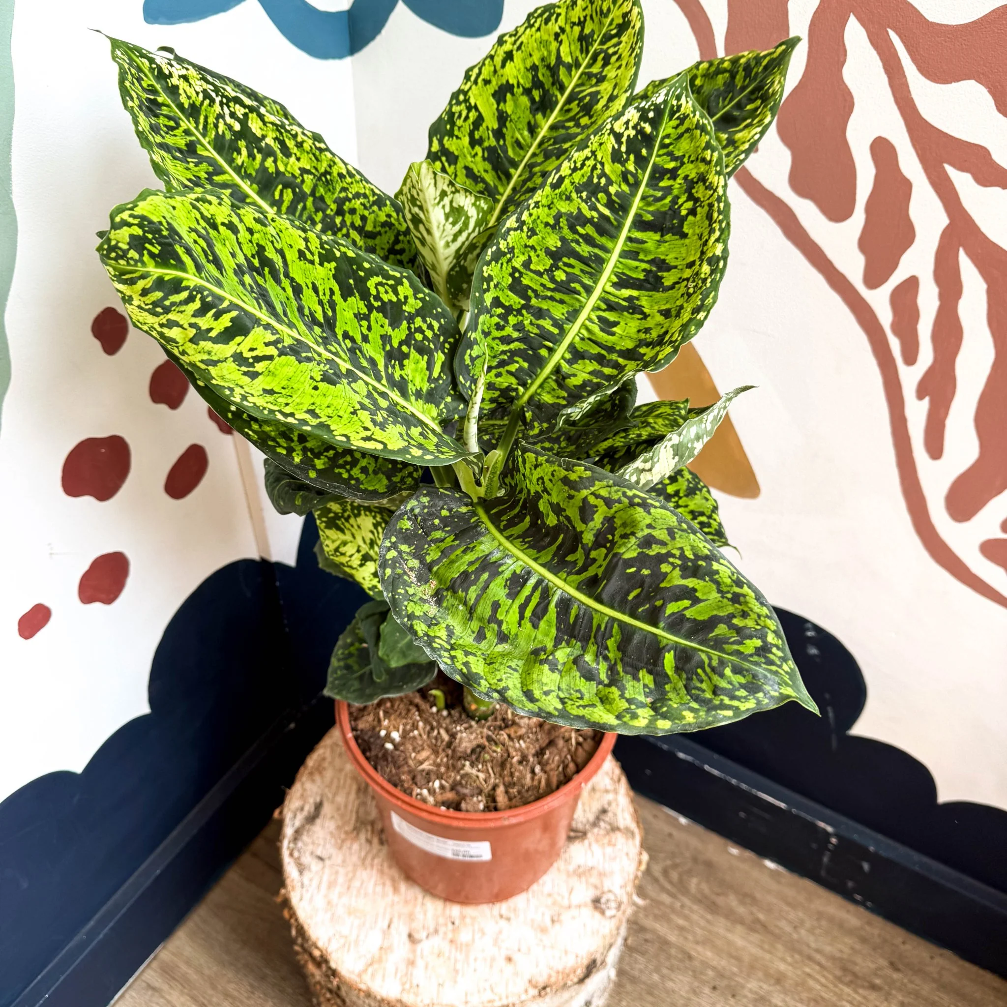 Dieffenbachia ‘Reflector’ – Leopard Lily - Image 2