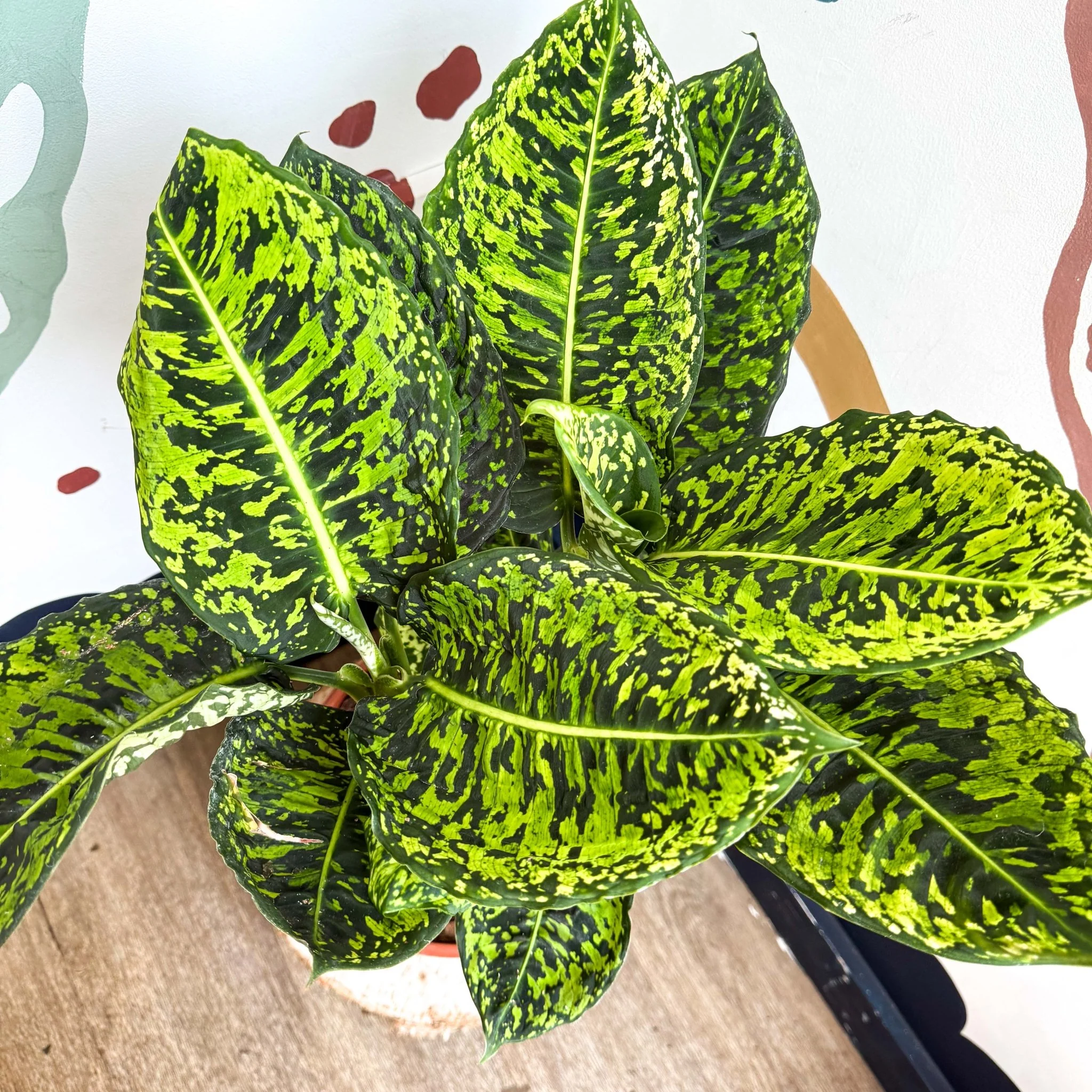 Dieffenbachia ‘Reflector’ – Leopard Lily - Image 3
