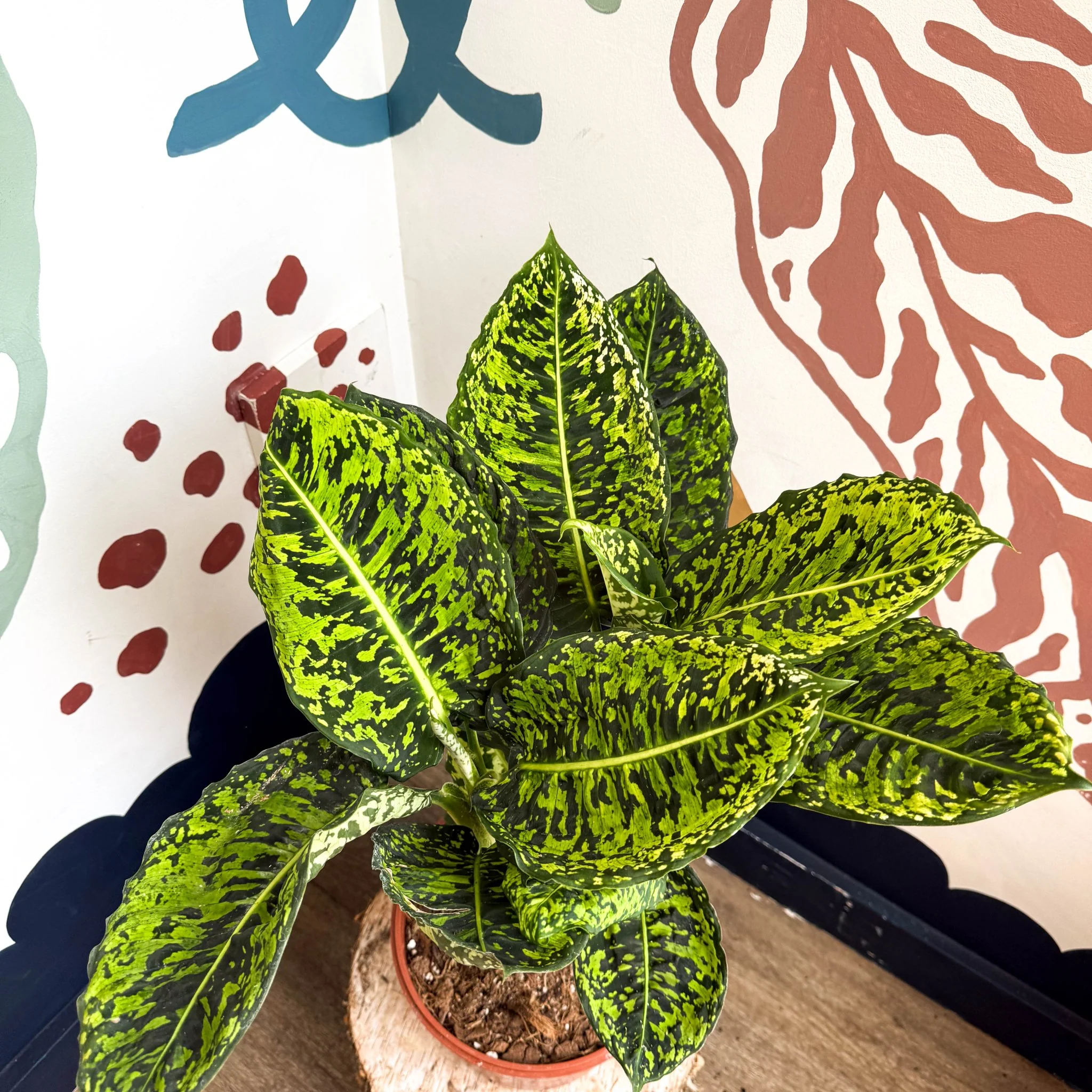 Dieffenbachia ‘Reflector’ – Leopard Lily - Image 4
