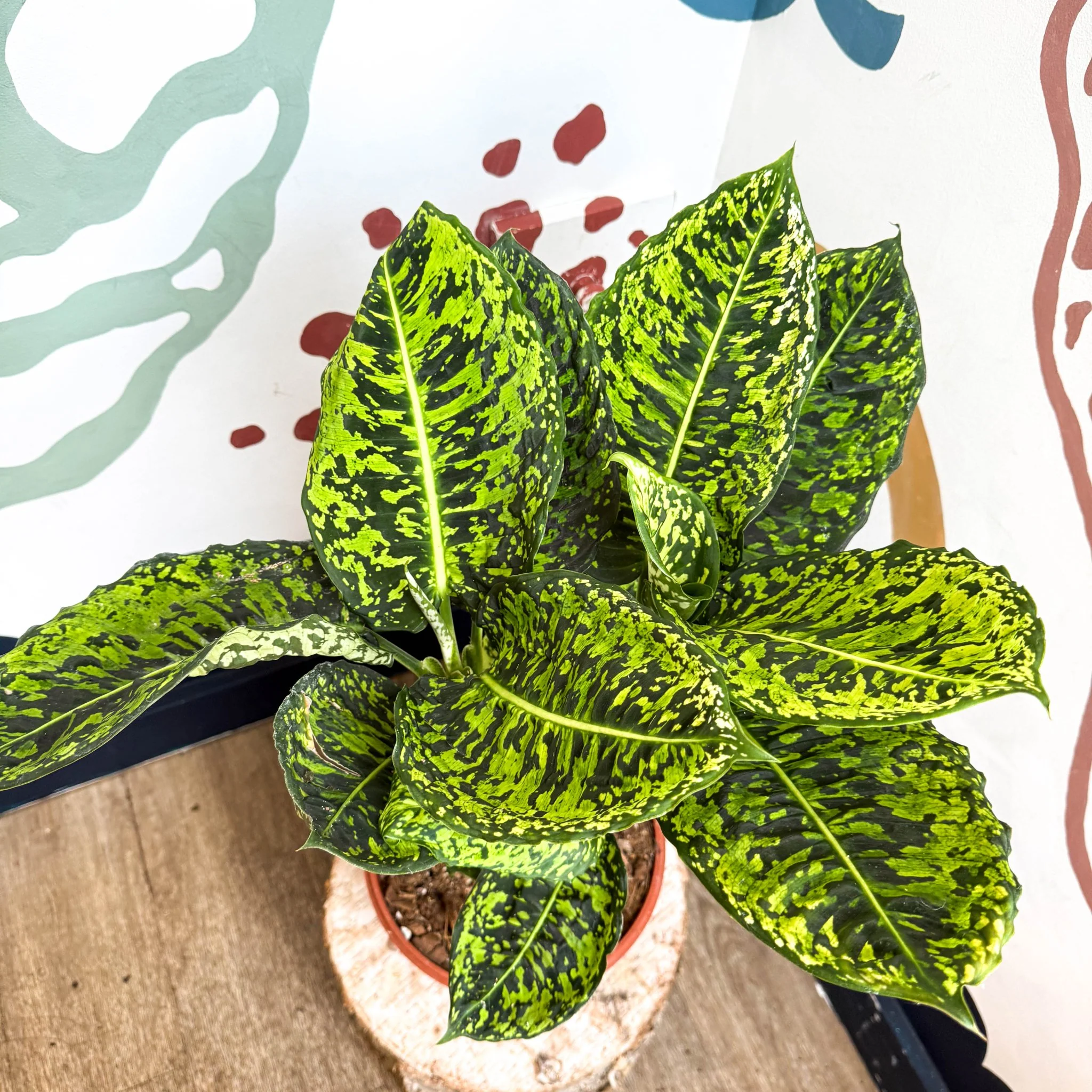 Dieffenbachia ‘Reflector’ – Leopard Lily - Image 5