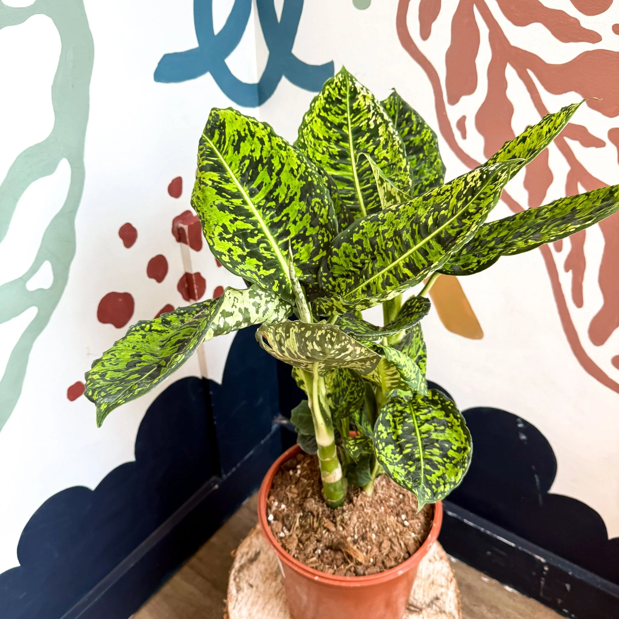 Dieffenbachia ‘Reflector’ – Leopard Lily - Image 6