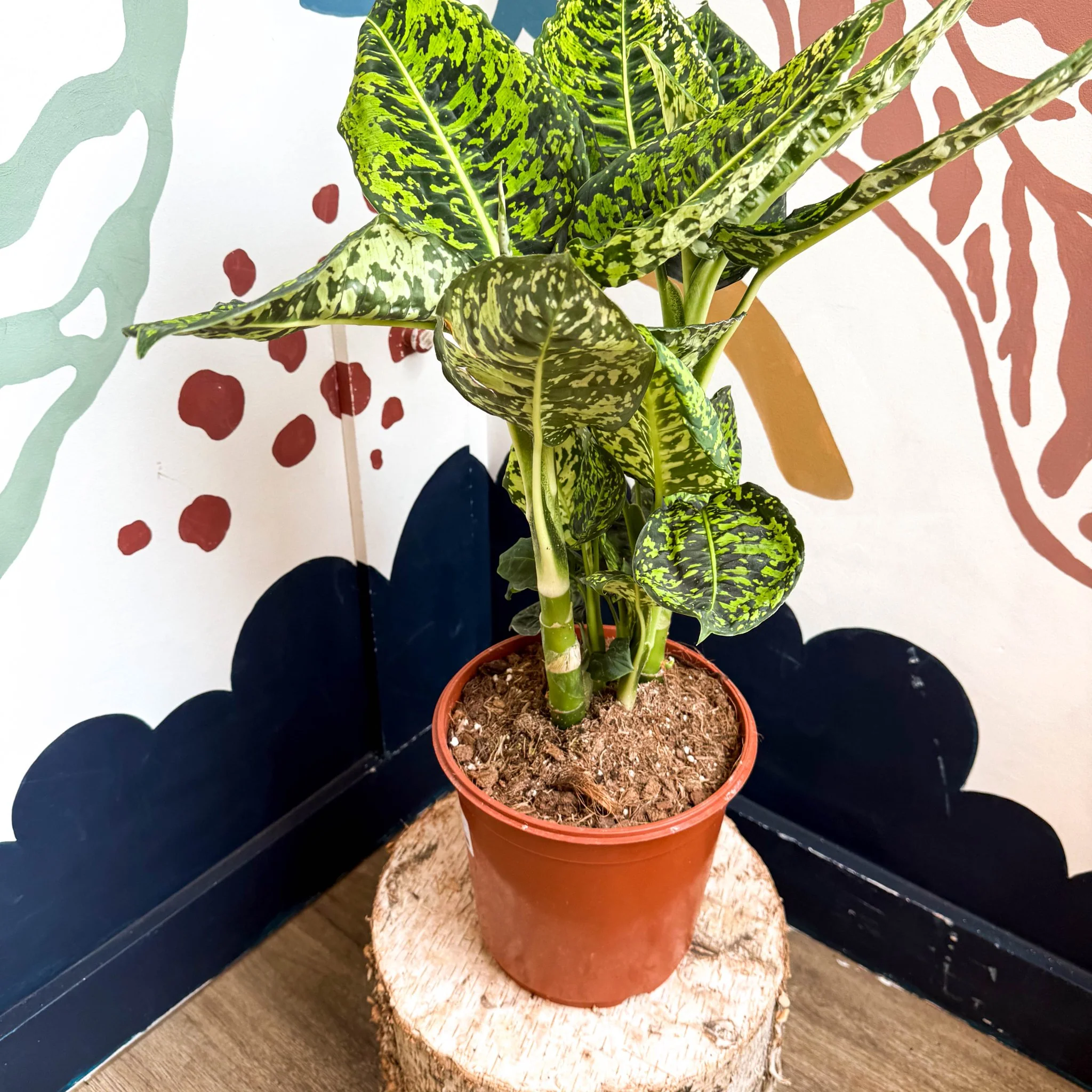 Dieffenbachia ‘Reflector’ – Leopard Lily - Image 7