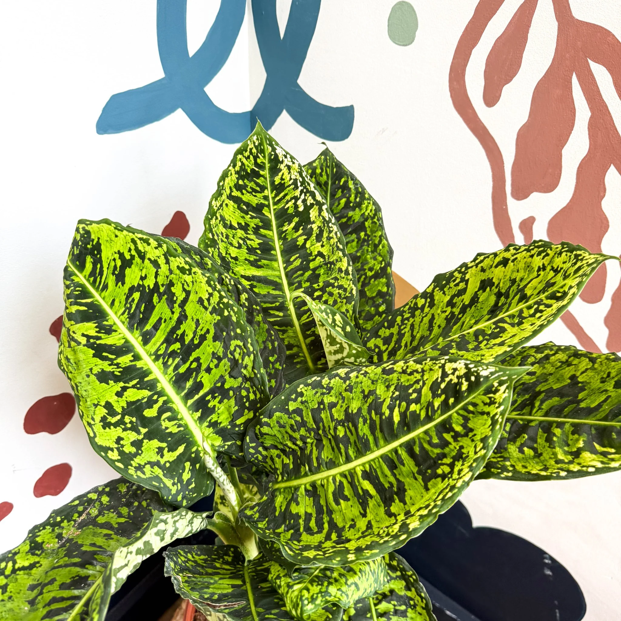 Dieffenbachia ‘Reflector’ – Leopard Lily - Image 8